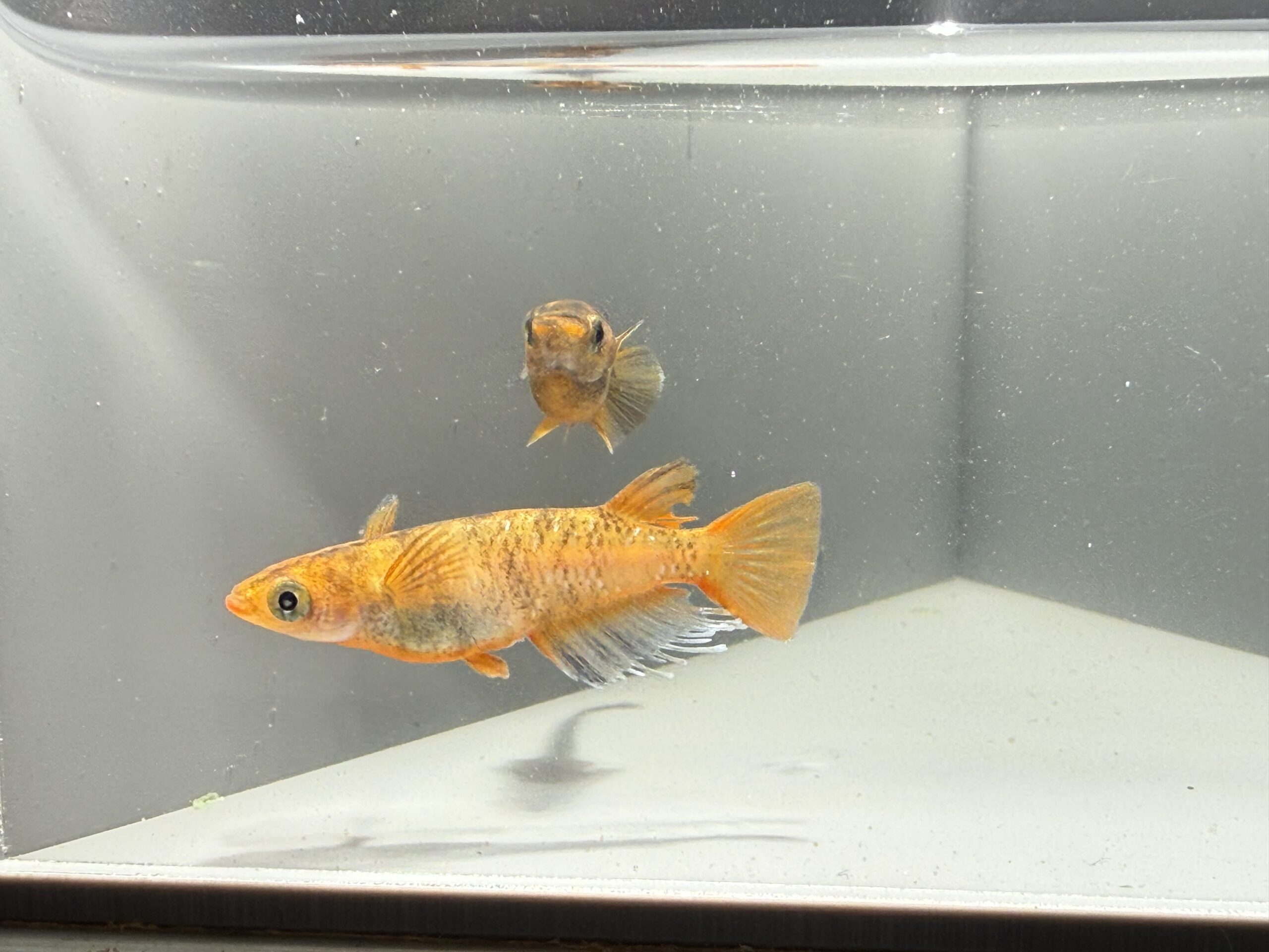 アクアショップ縁)MWR12 1ペア(神話めだかブリード)　4/3　21:25 [ID:6909]