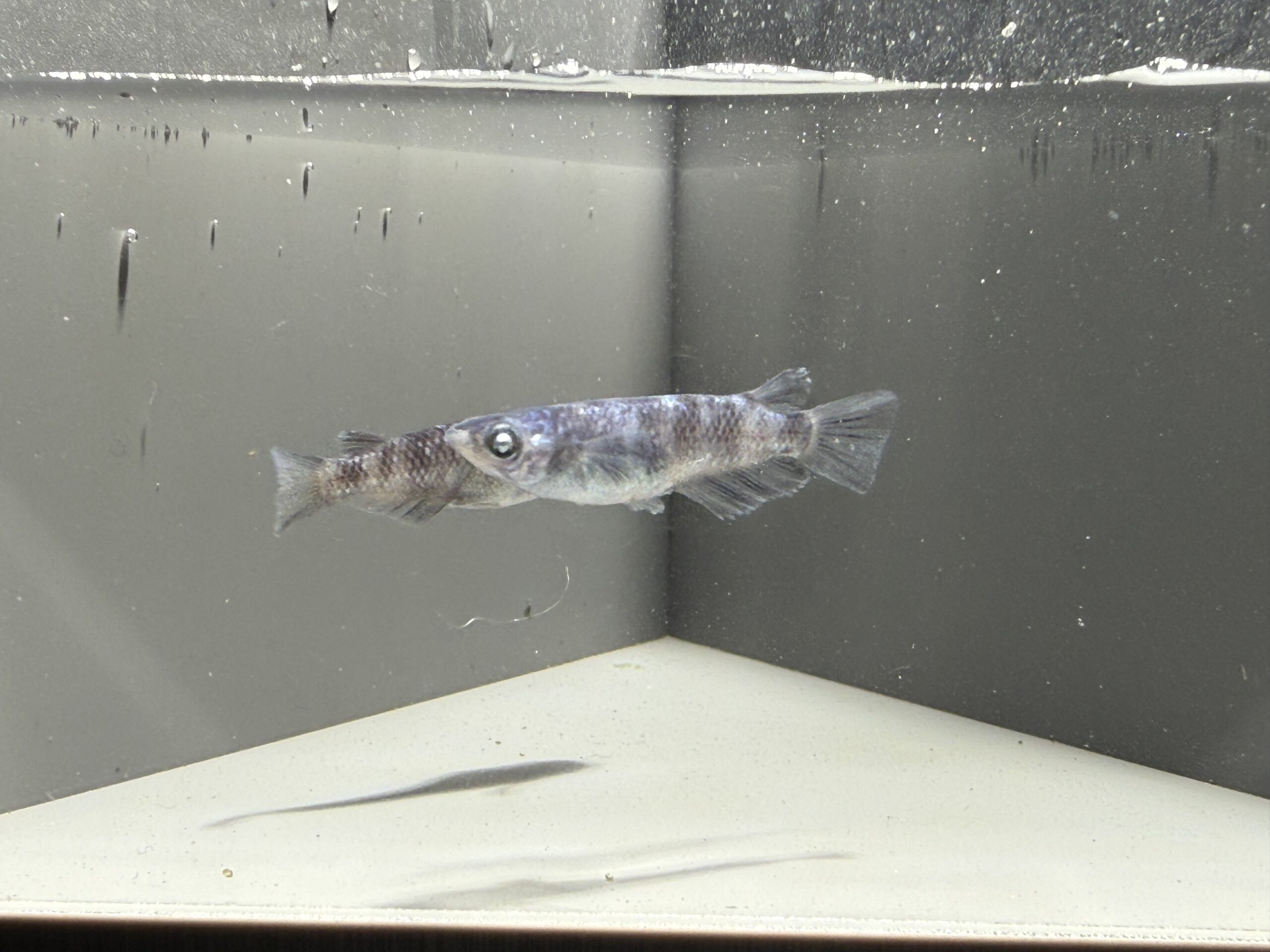 🔥 アクアショップ縁)オセロラメ １ペア(神話めだかブリード)　4/3　21:30 [ID:6914]