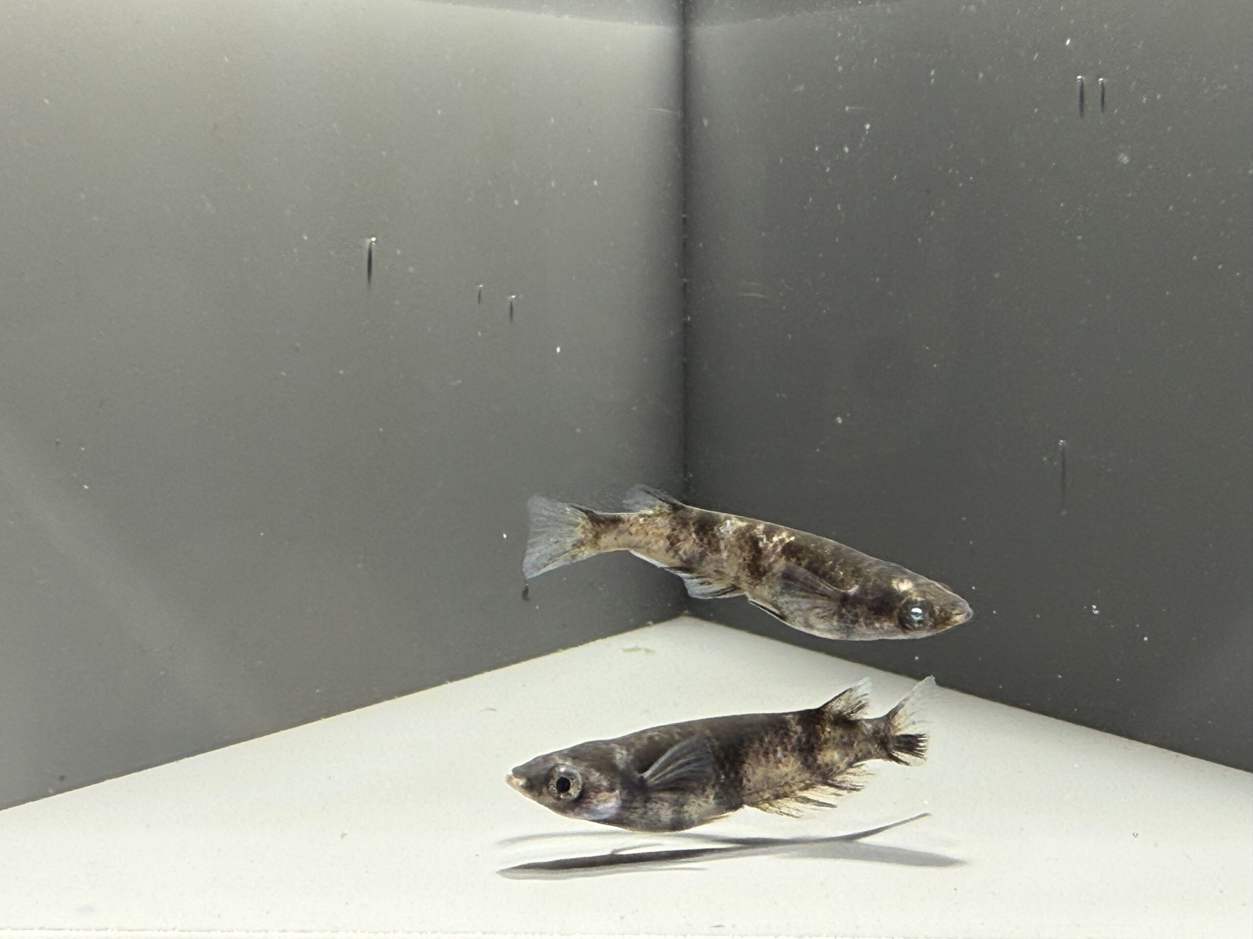 アクアショップ縁)和墨白銀三色 1ペア(神話めだかブリード)　4/3　21:20 [ID:6905]