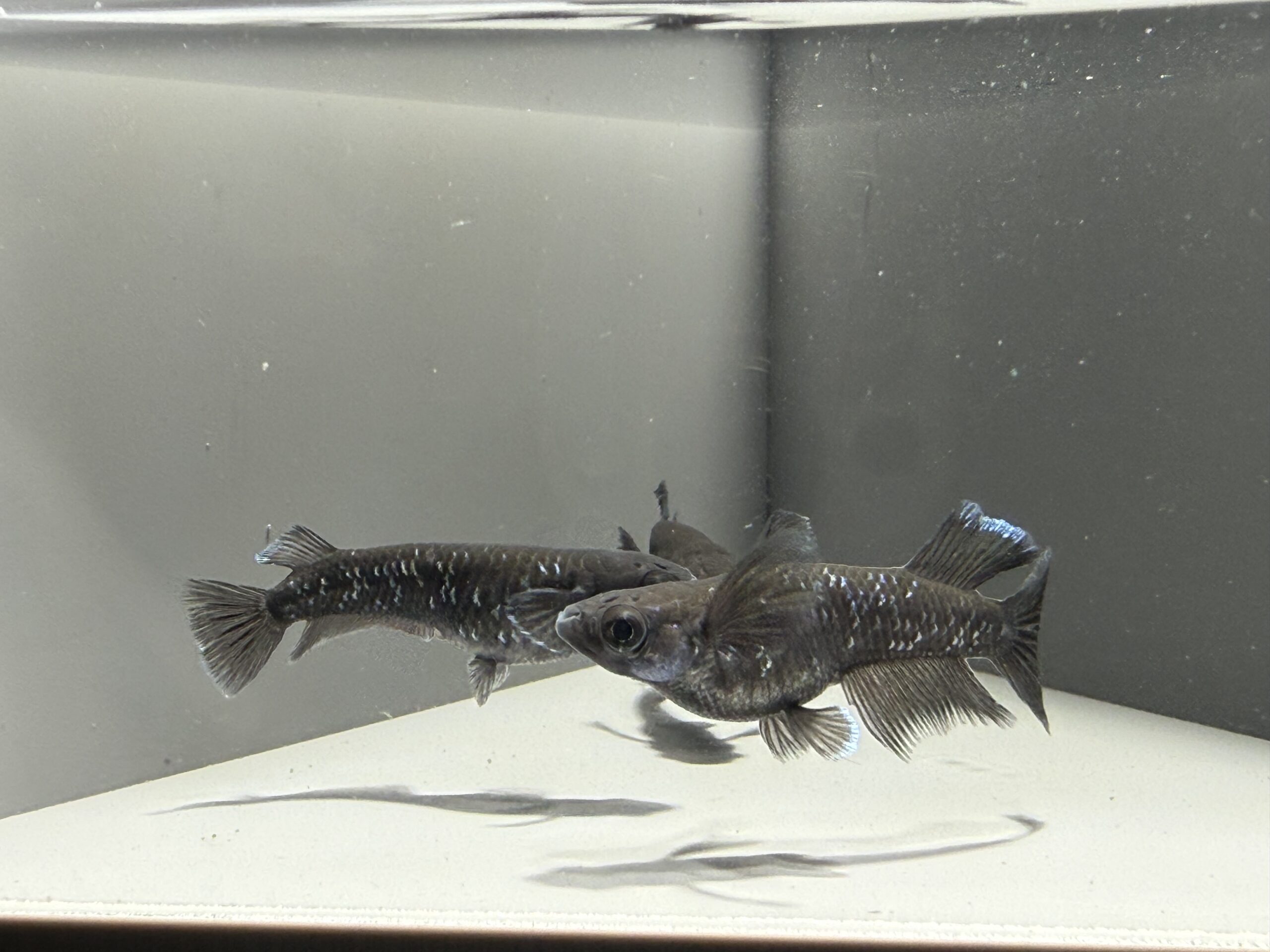 🔥 アクアショップ縁)ミッドナイトフリル漆黒系RLF１ペア+雌ヘテロ(シンリンめだかブリード) [ID:6983]