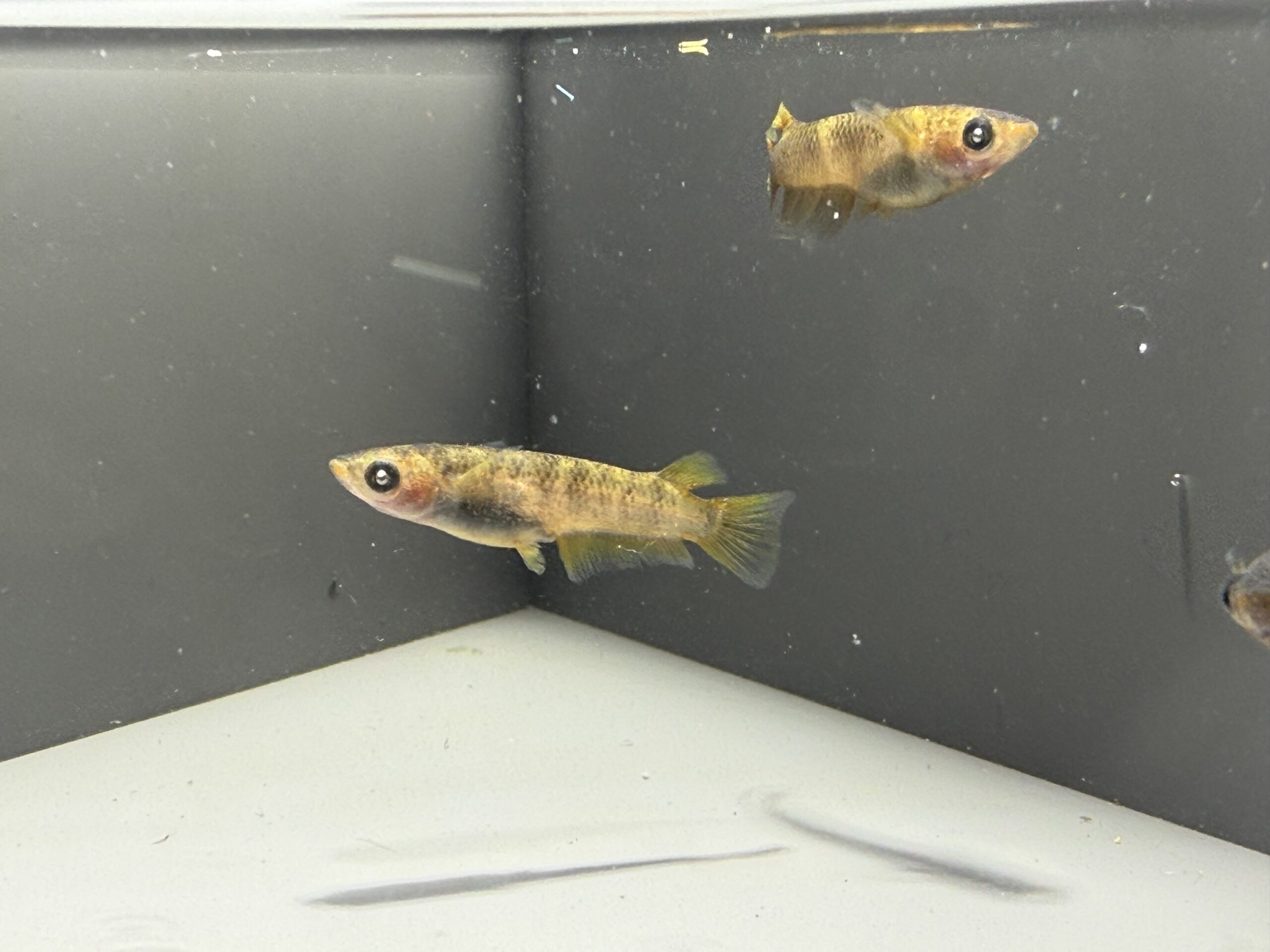 アクアショップ縁)天雷ブルー 雄２、雌１(神話めだかブリード) [ID:7047]