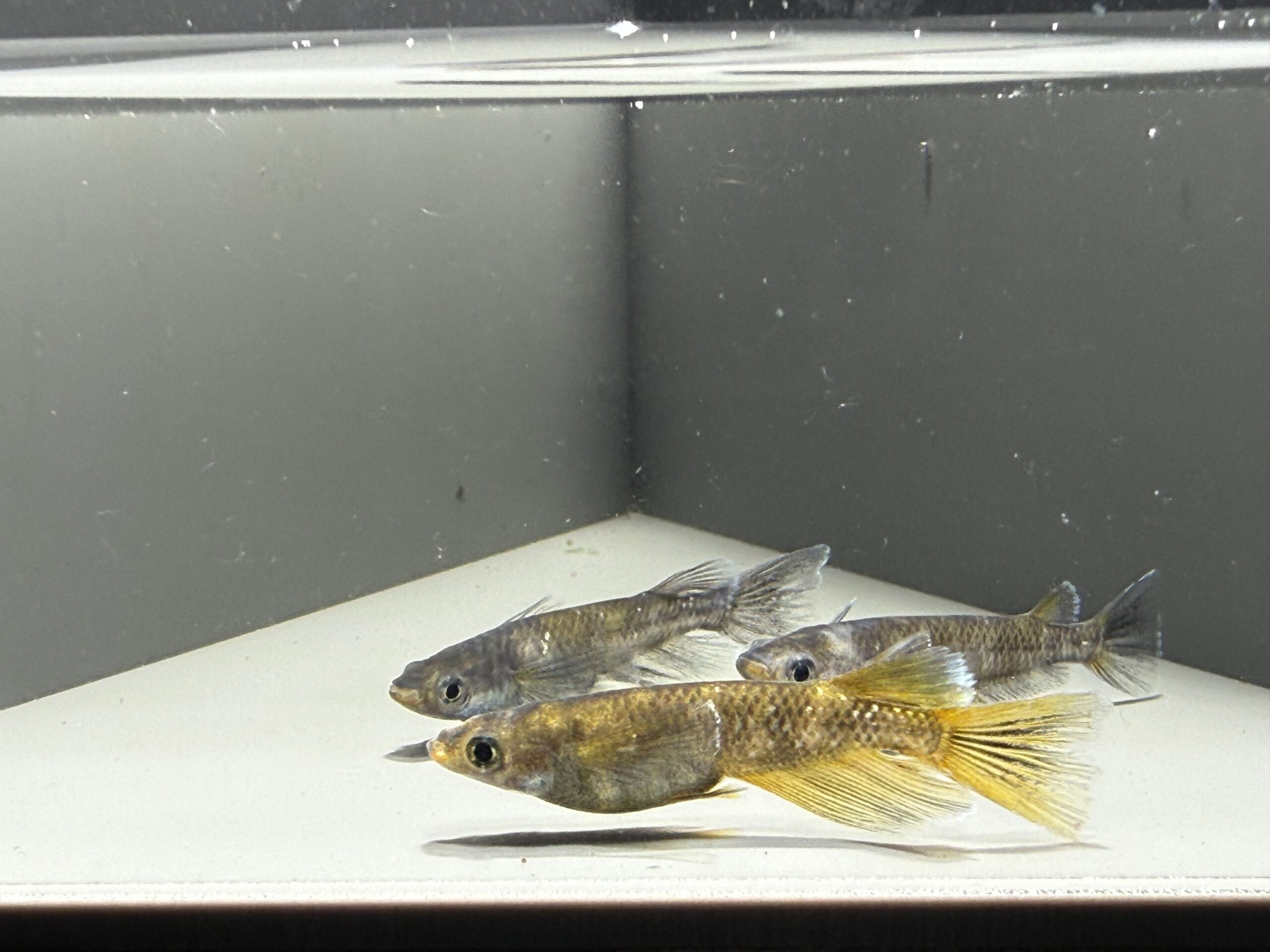 アクアショップ縁)MWR02RLF 1ペア、ヘテロ雌１匹(神話めだかブリード)　4/6　21:10 [ID:7273]