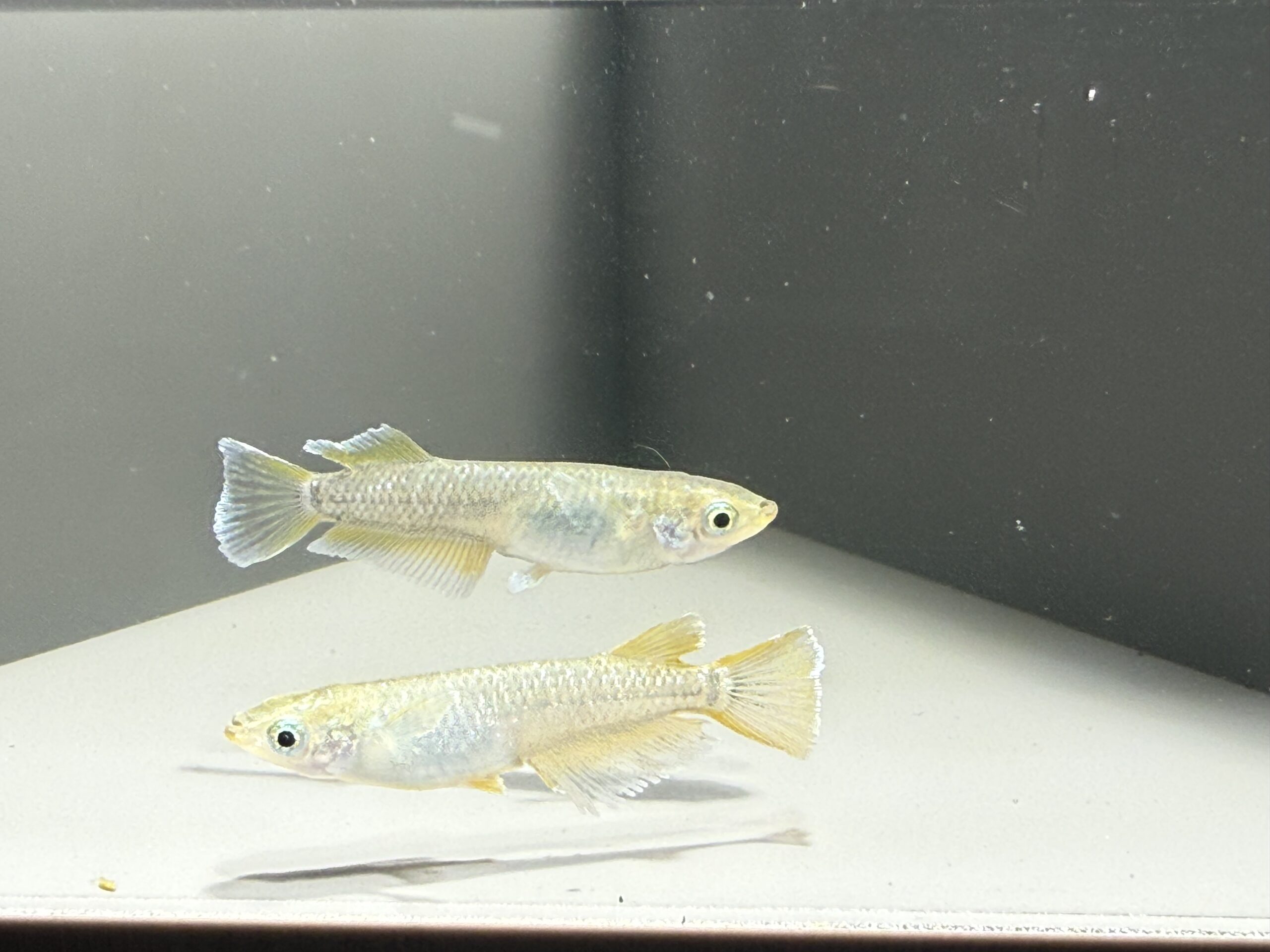 🔥 アクアショップ縁)ノア １ペア(神話めだかブリード)　4/6　21:15 [ID:7285]