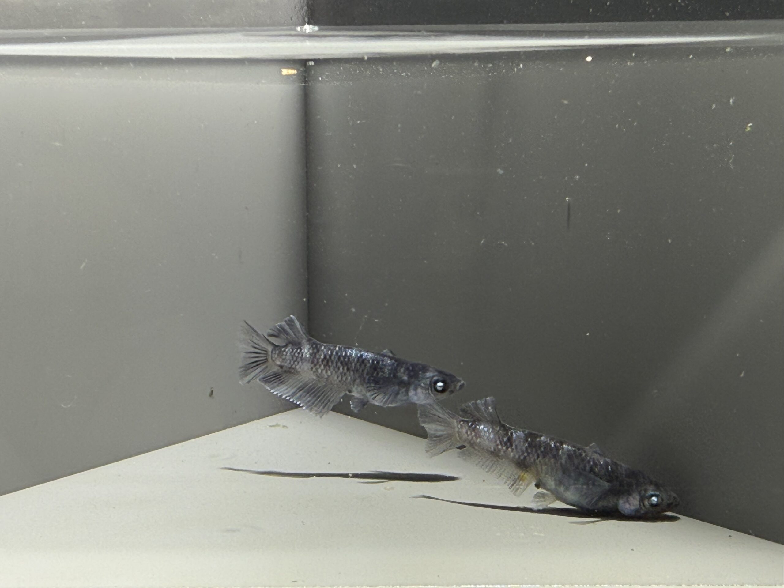 アクアショップ縁)黝輝メジェド 1ペア(神話めだかブリード)　4/6　21:35 [ID:7288]