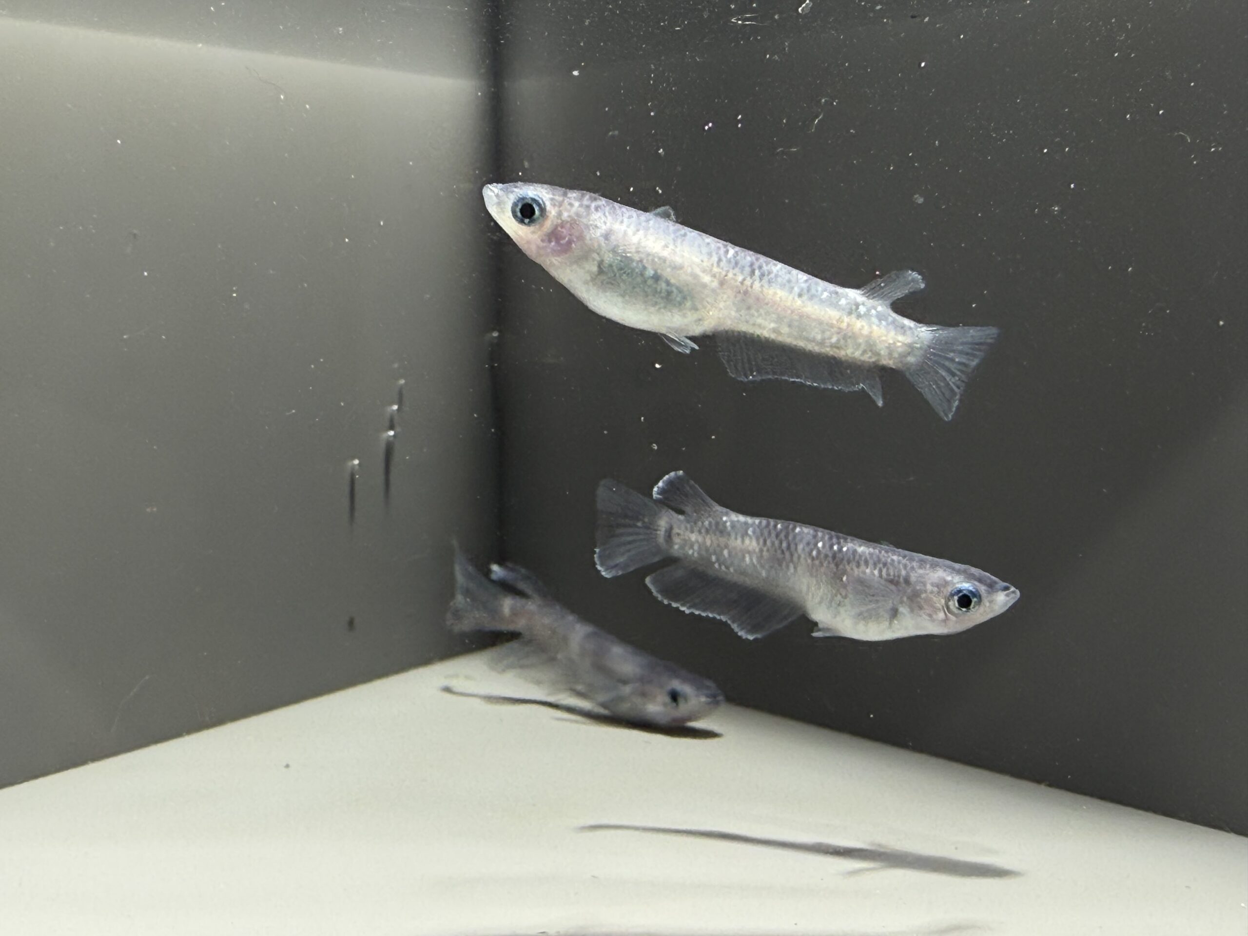 アクアショップ縁)二郎インスパイア系 雄RLF、ヘテロ１ペア(神話めだかブリード) [ID:7498]