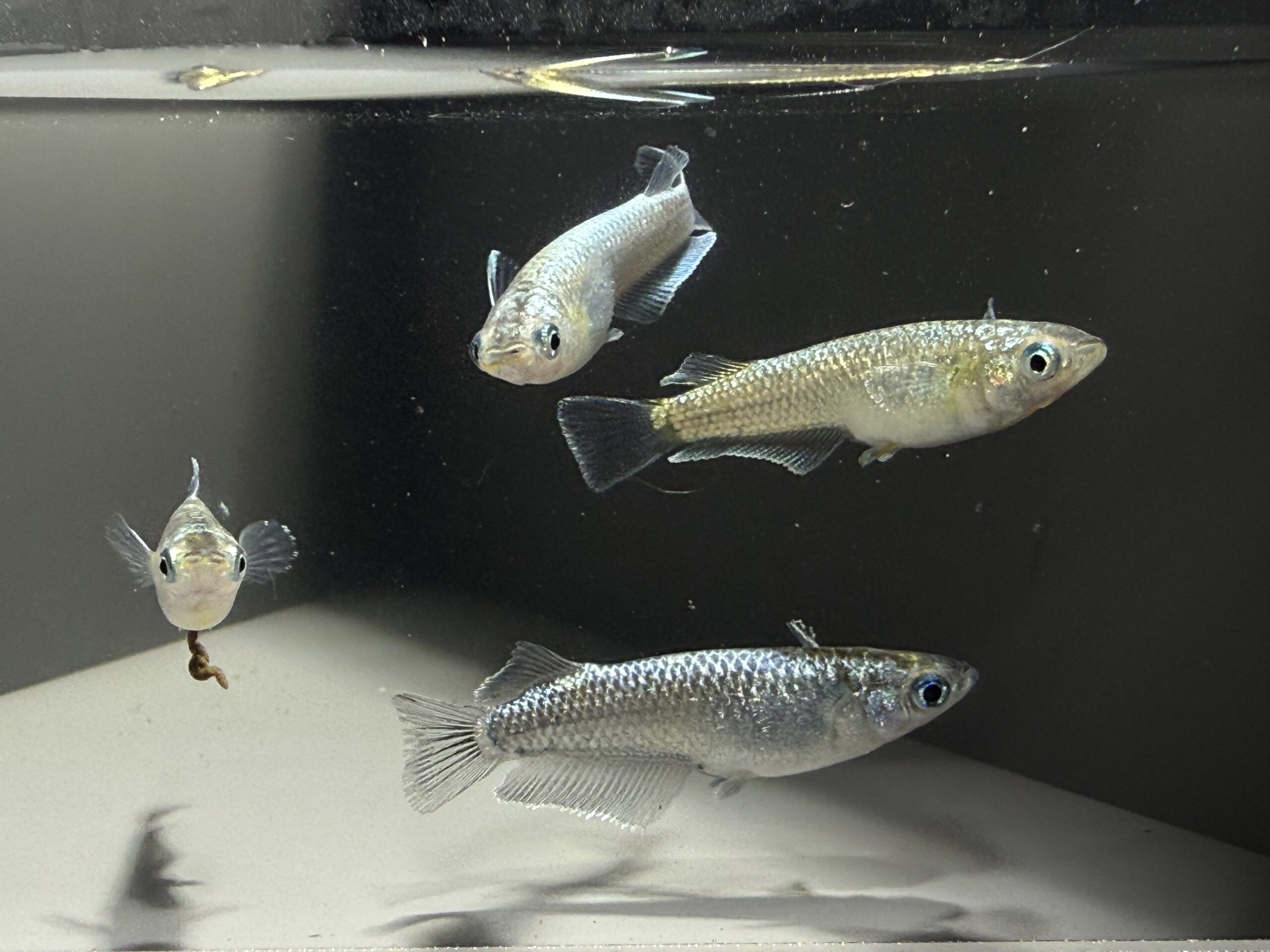 アクアショップ縁)code sea 2ペア(神話めだかブリード) [ID:7517]