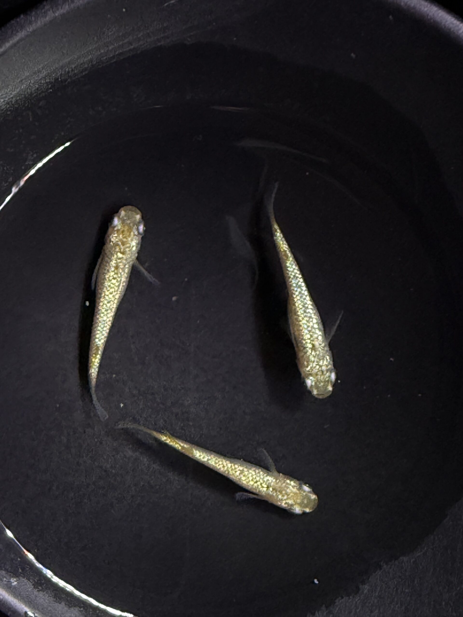 アクアショップ縁) 童虎 雄１匹、雌２匹(神話めだかブリード) [ID:7953]