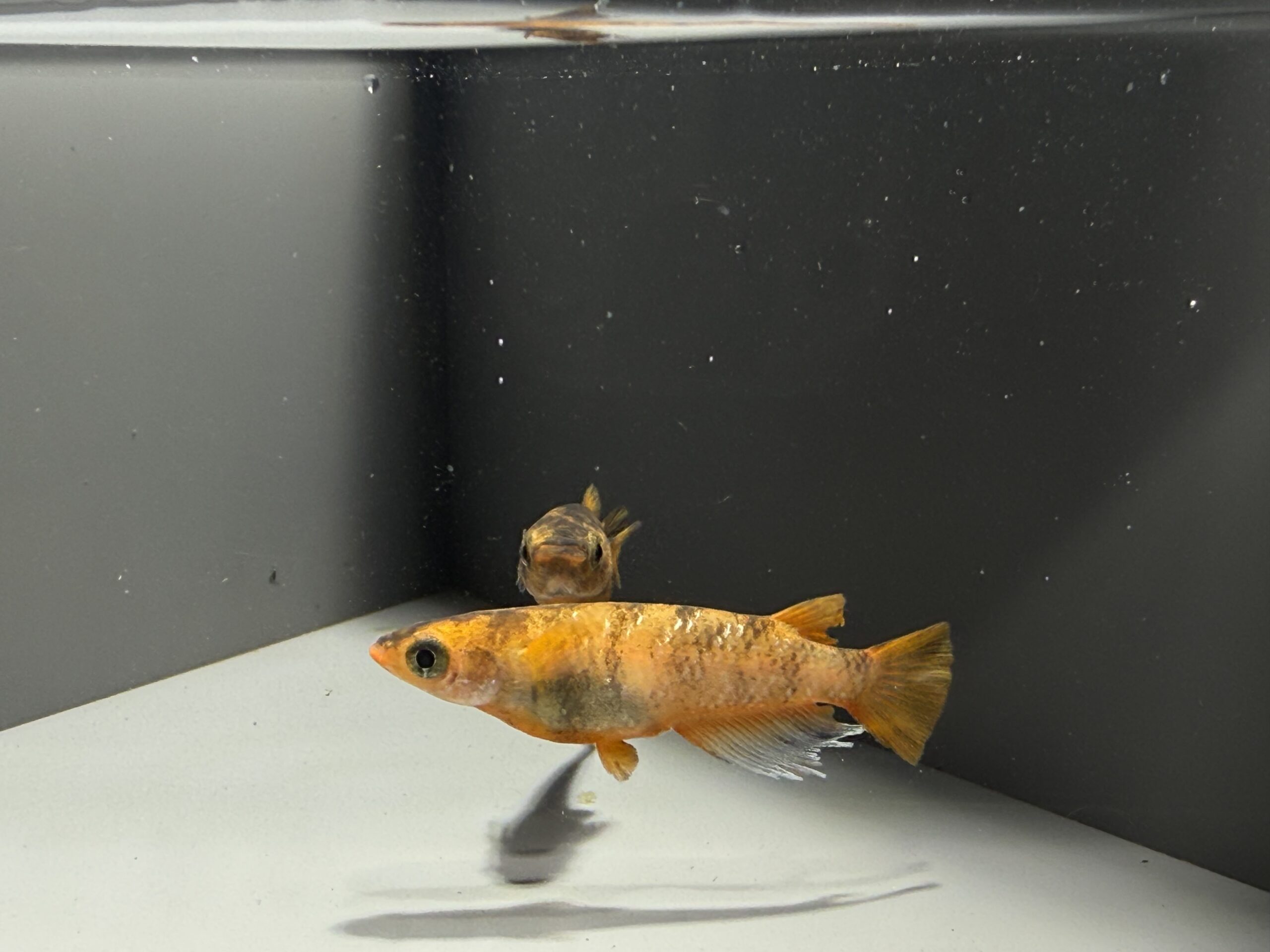 アクアショップ縁)MWR12 1ペア(神話めだかブリード) [ID:7619]