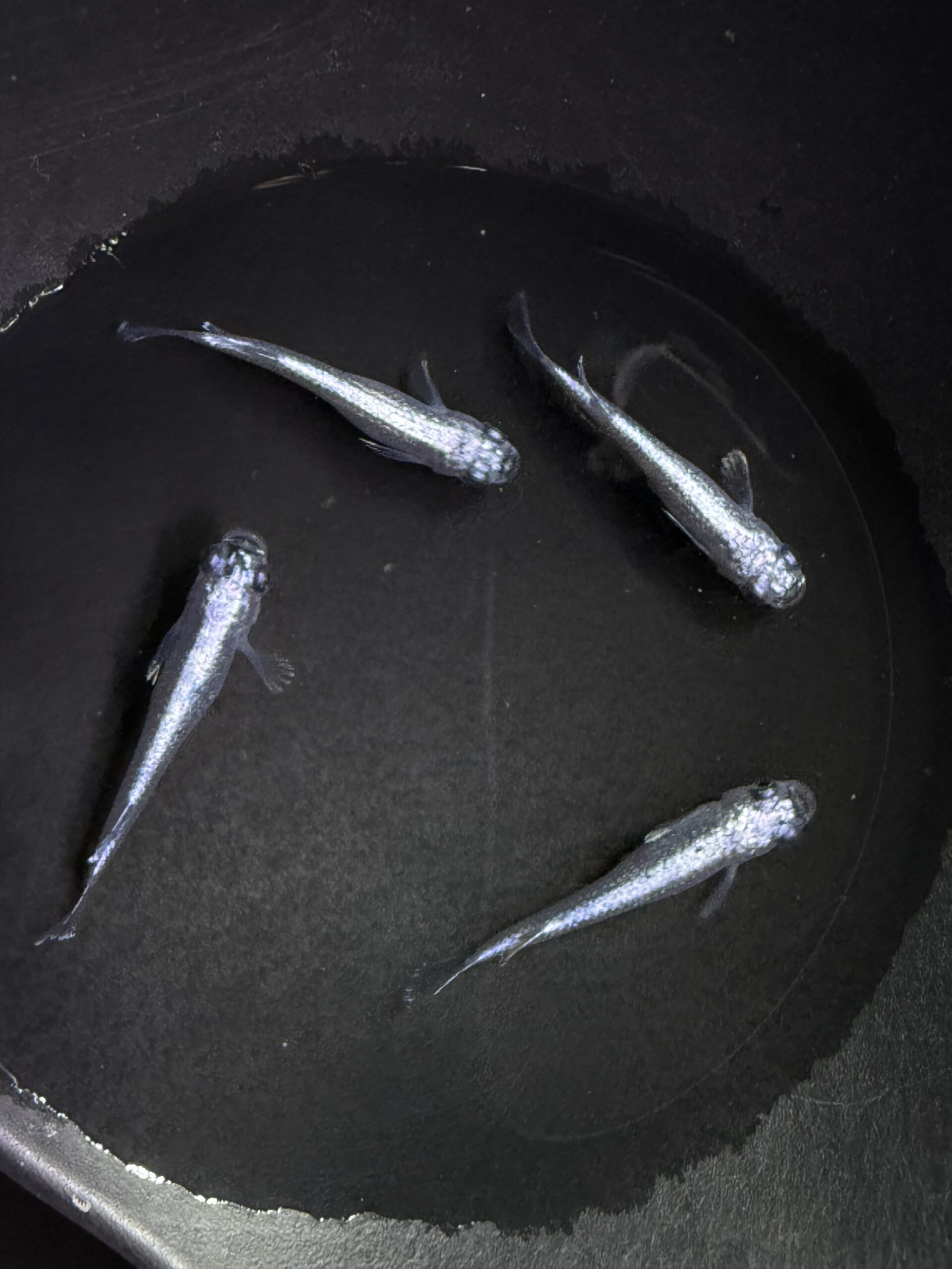 🔥 アクアショップ縁)マーメイドブルー２ペア (神話めだかブリード) [ID:7623]