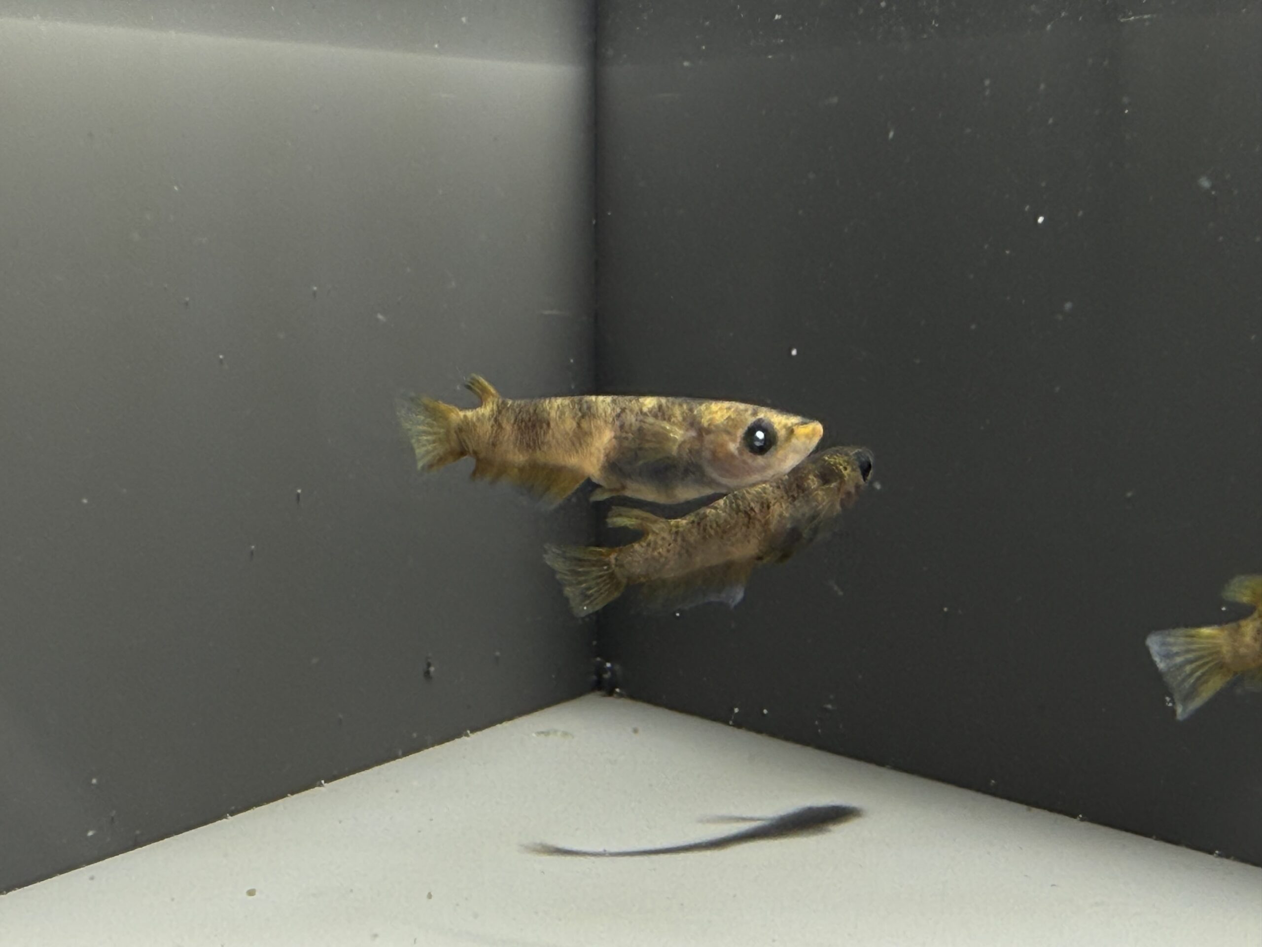 アクアショップ縁)天雷ブルー 雄１、雌２匹(神話めだかブリード) [ID:7719]