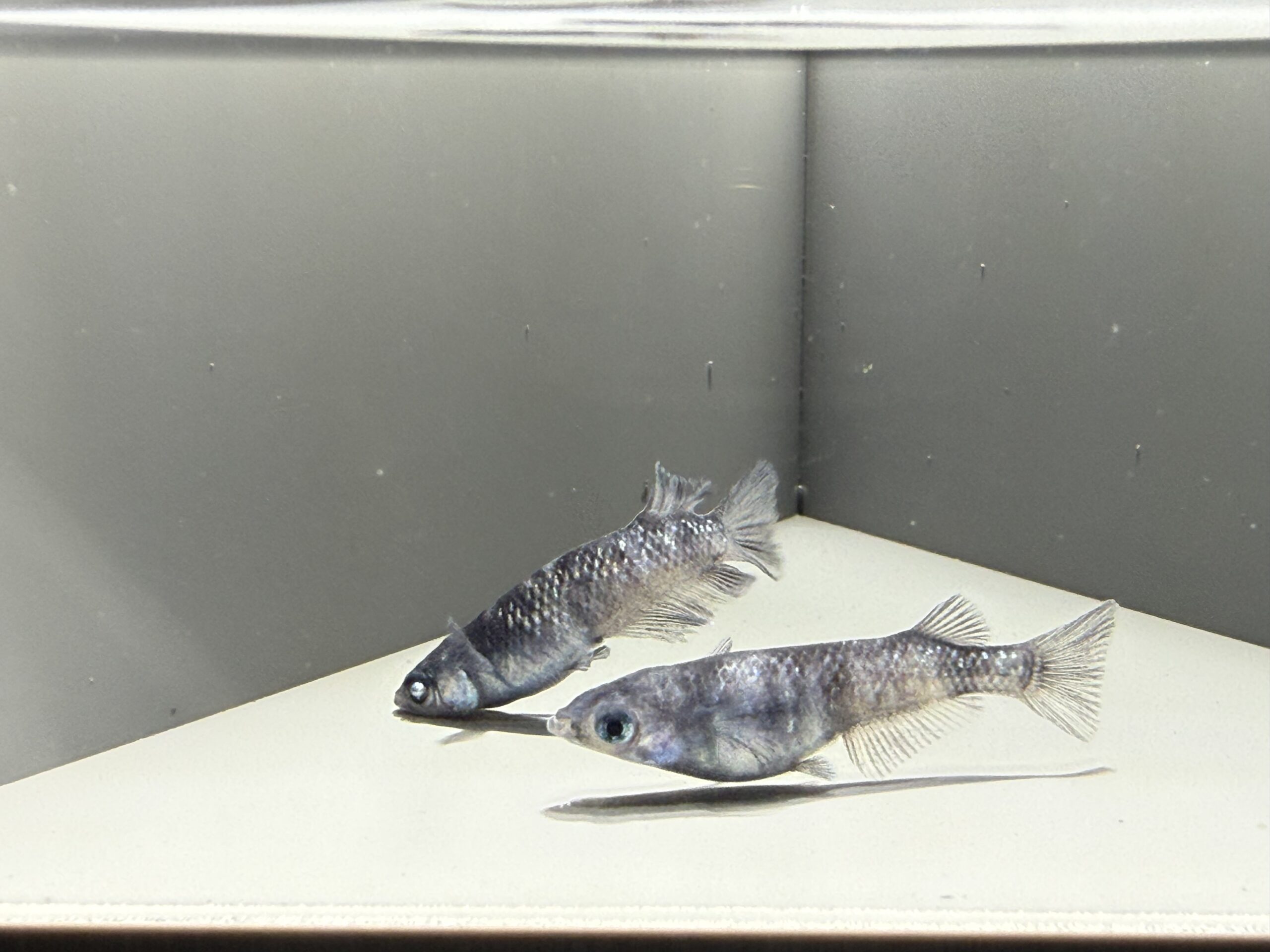 アクアショップ縁)黝輝メジェド 1ペア(神話めだかブリード) [ID:7728]