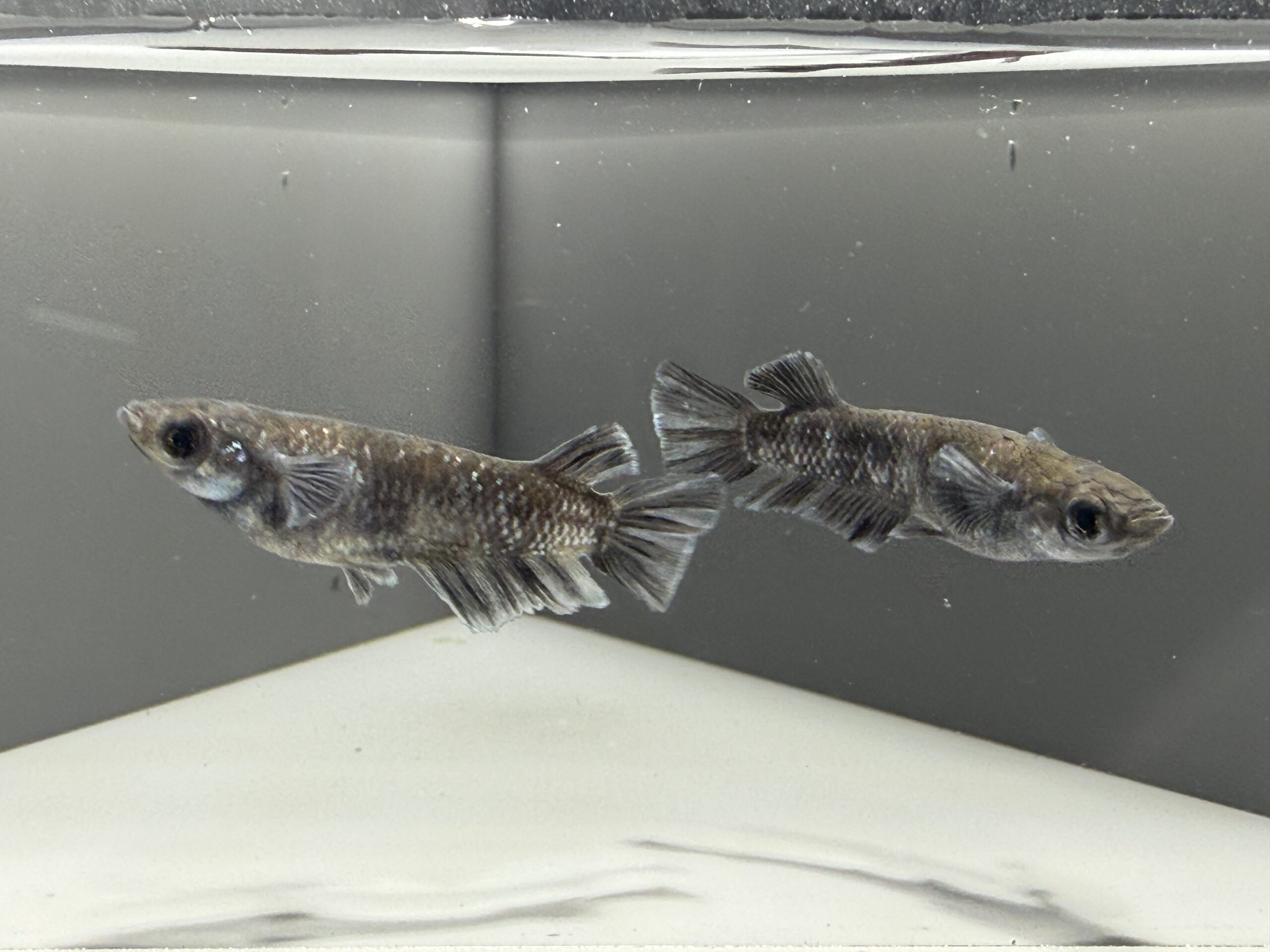 アクアショップ縁)MWR-01WF 1ペア(神話めだかブリード) [ID:8046]