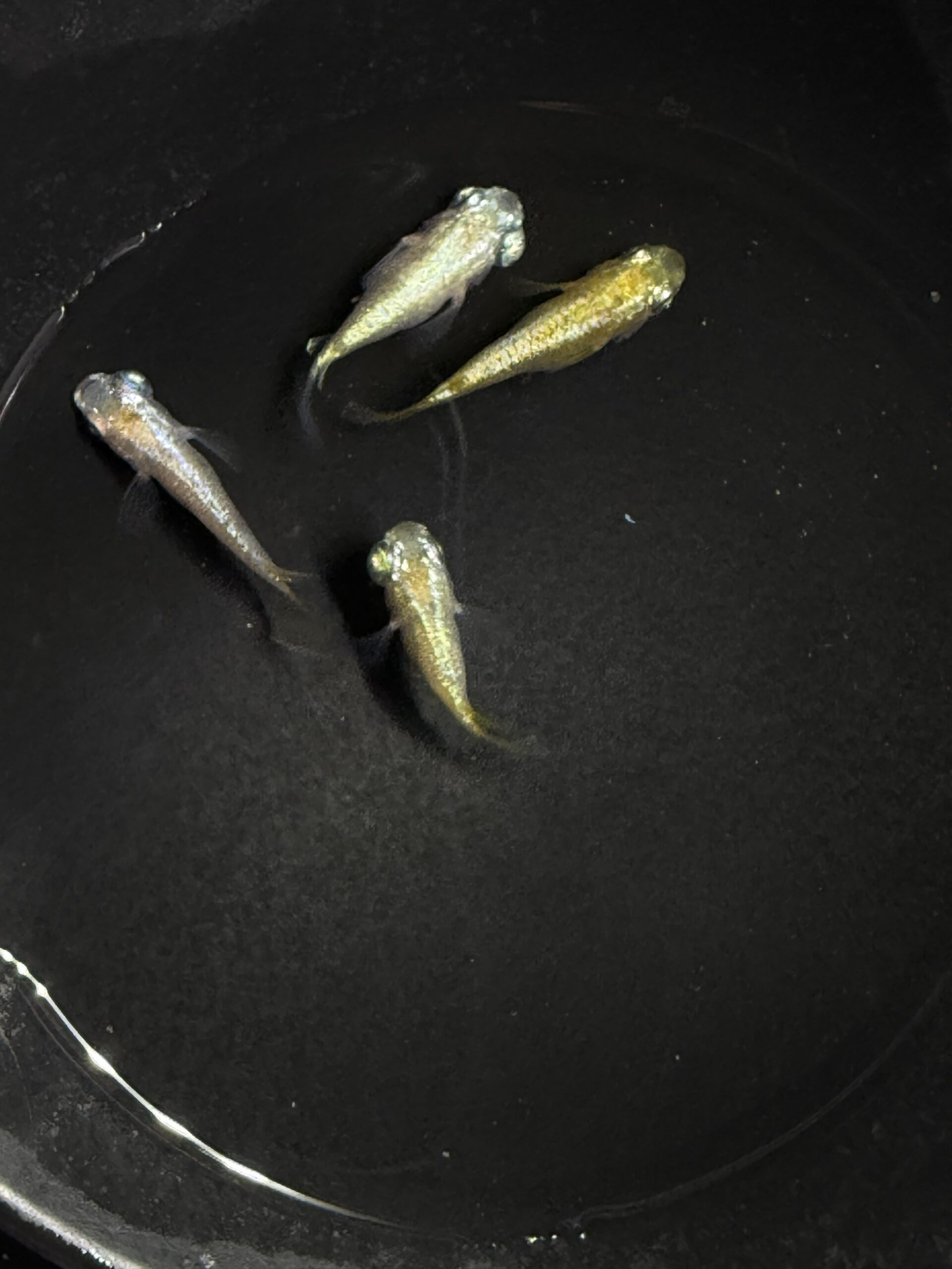 🔥 アクアショップ縁)パステル 2ペア(シンリンめだかブリード) [ID:8049]