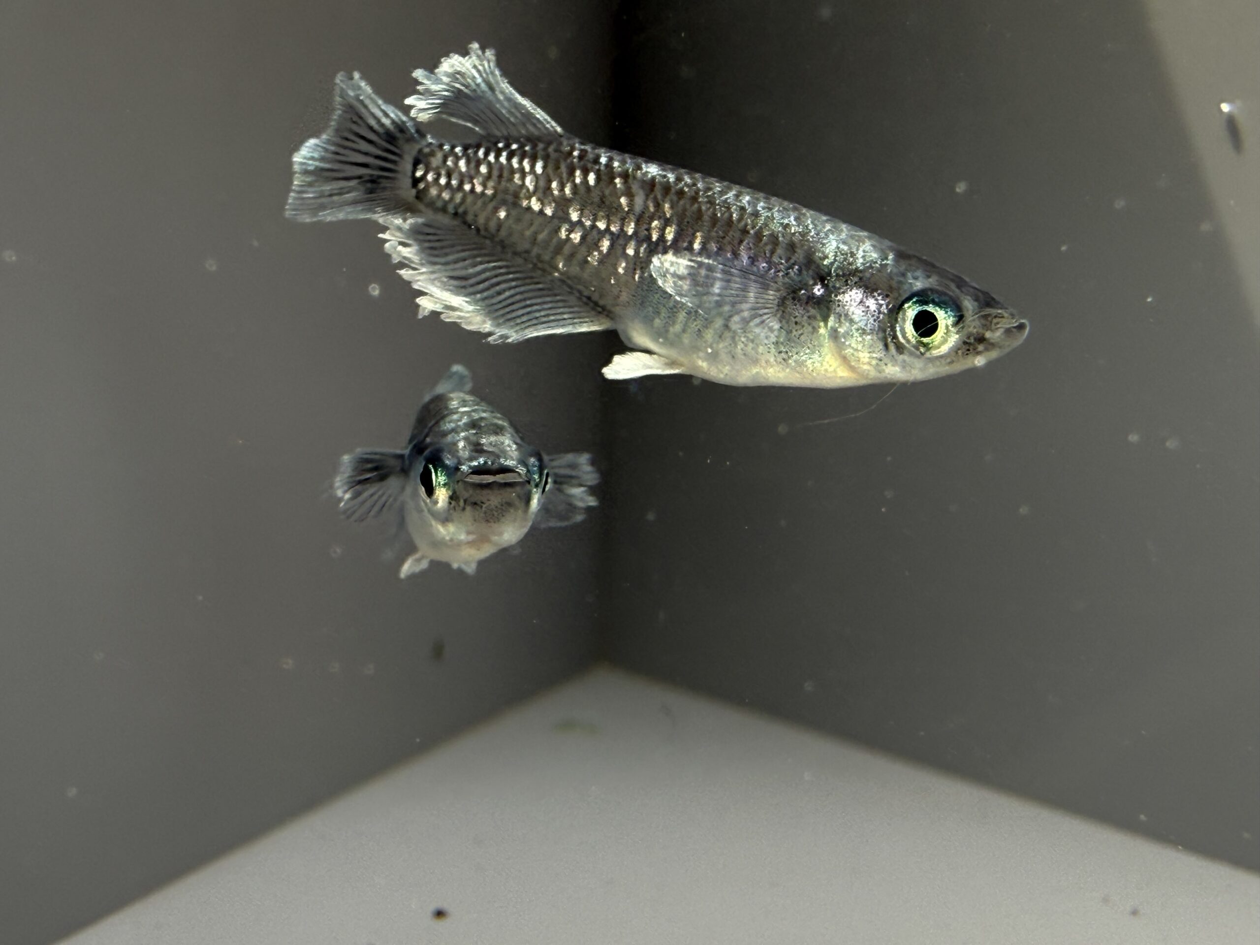 🔥 アクアショップ縁) ブラックナビヤ 1ペア [ID:8055]