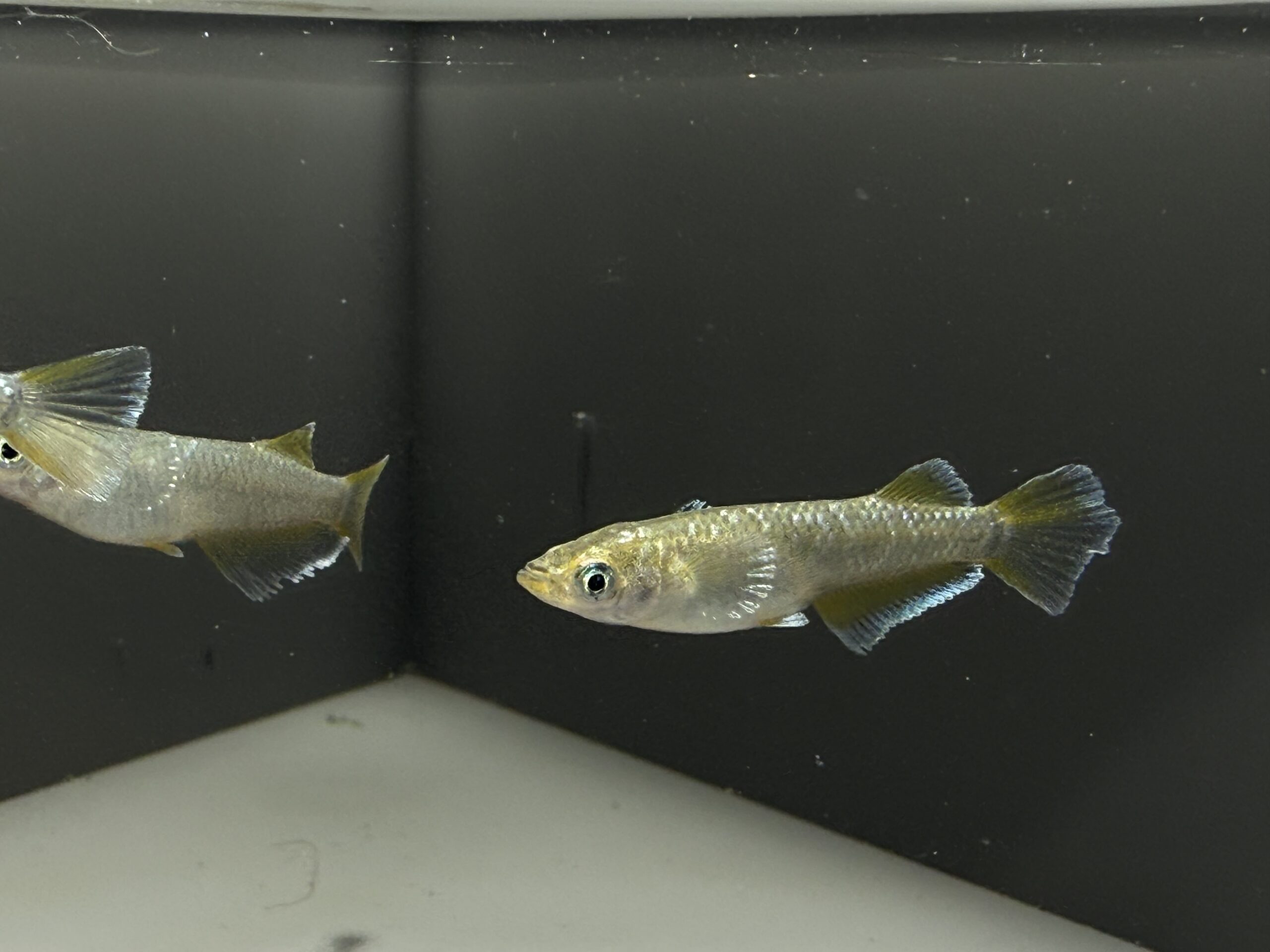 アクアショップ縁)ノア 雄１、雌２(神話めだかブリード) [ID:8147]