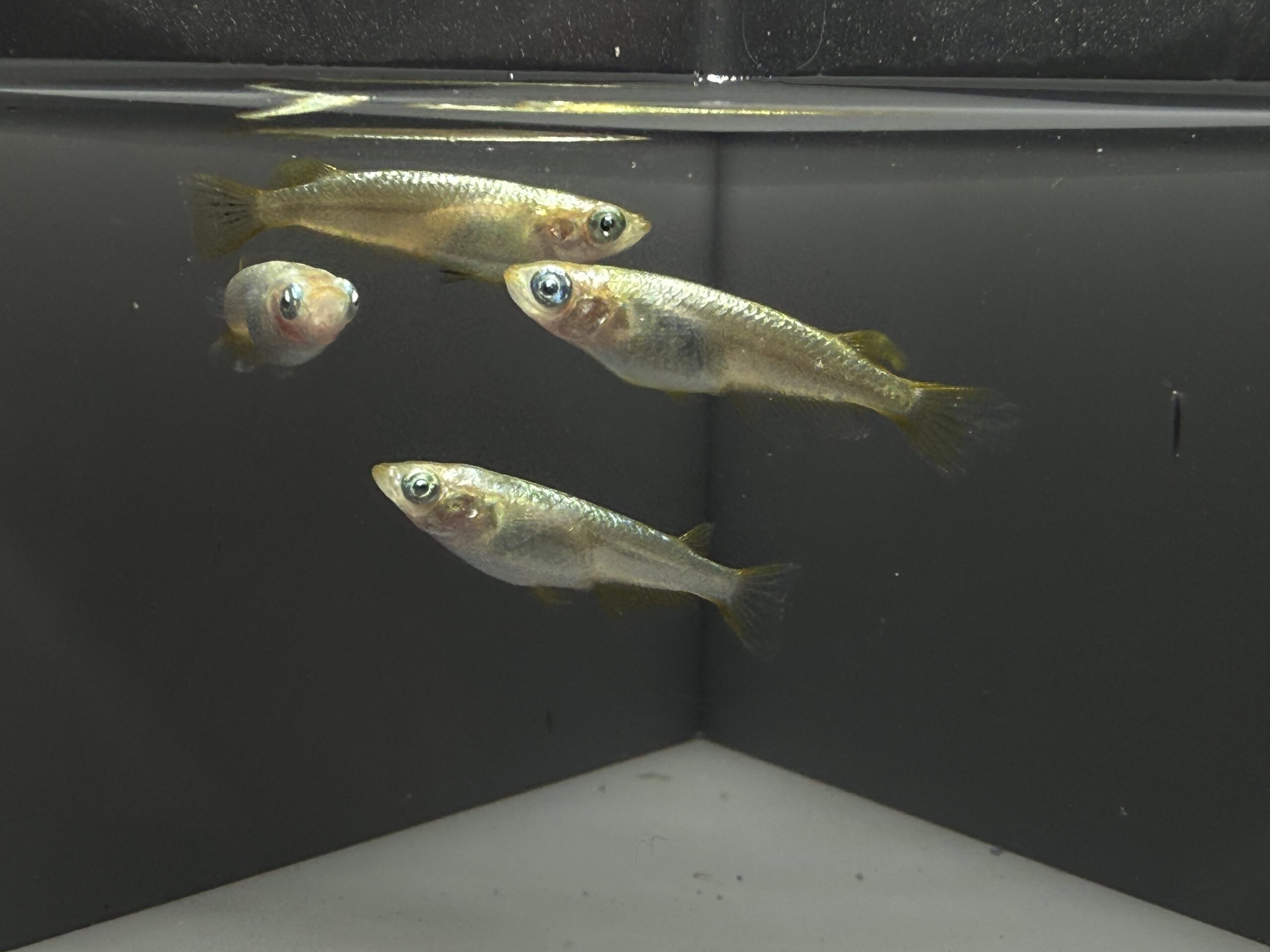 🔥 アクアショップ縁)ゴールデンクウラ 2ペア(シンリンめだかブリード) [ID:8151]