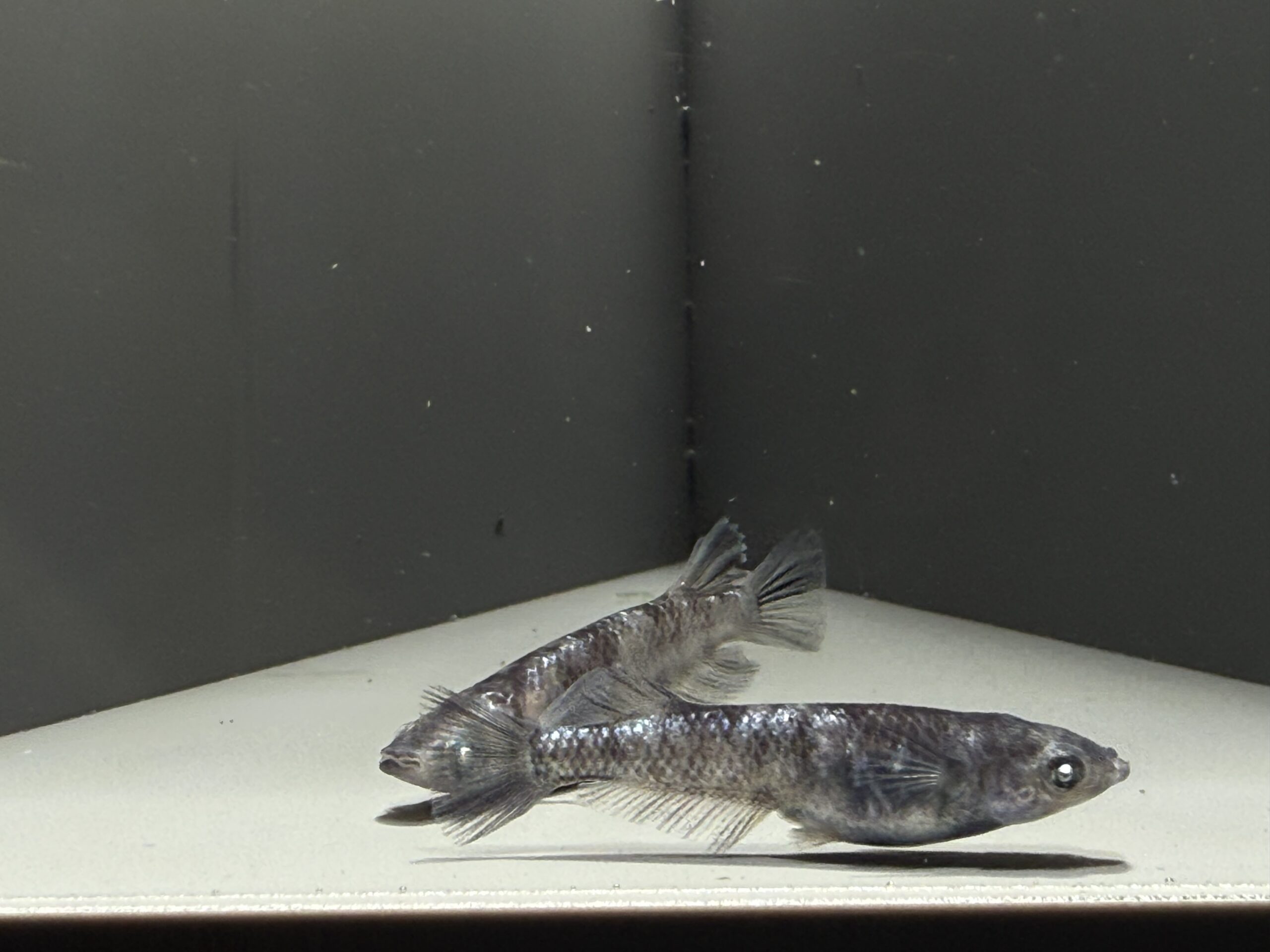 アクアショップ縁)黝輝メジェド 1ペア(神話めだかブリード) [ID:8156]