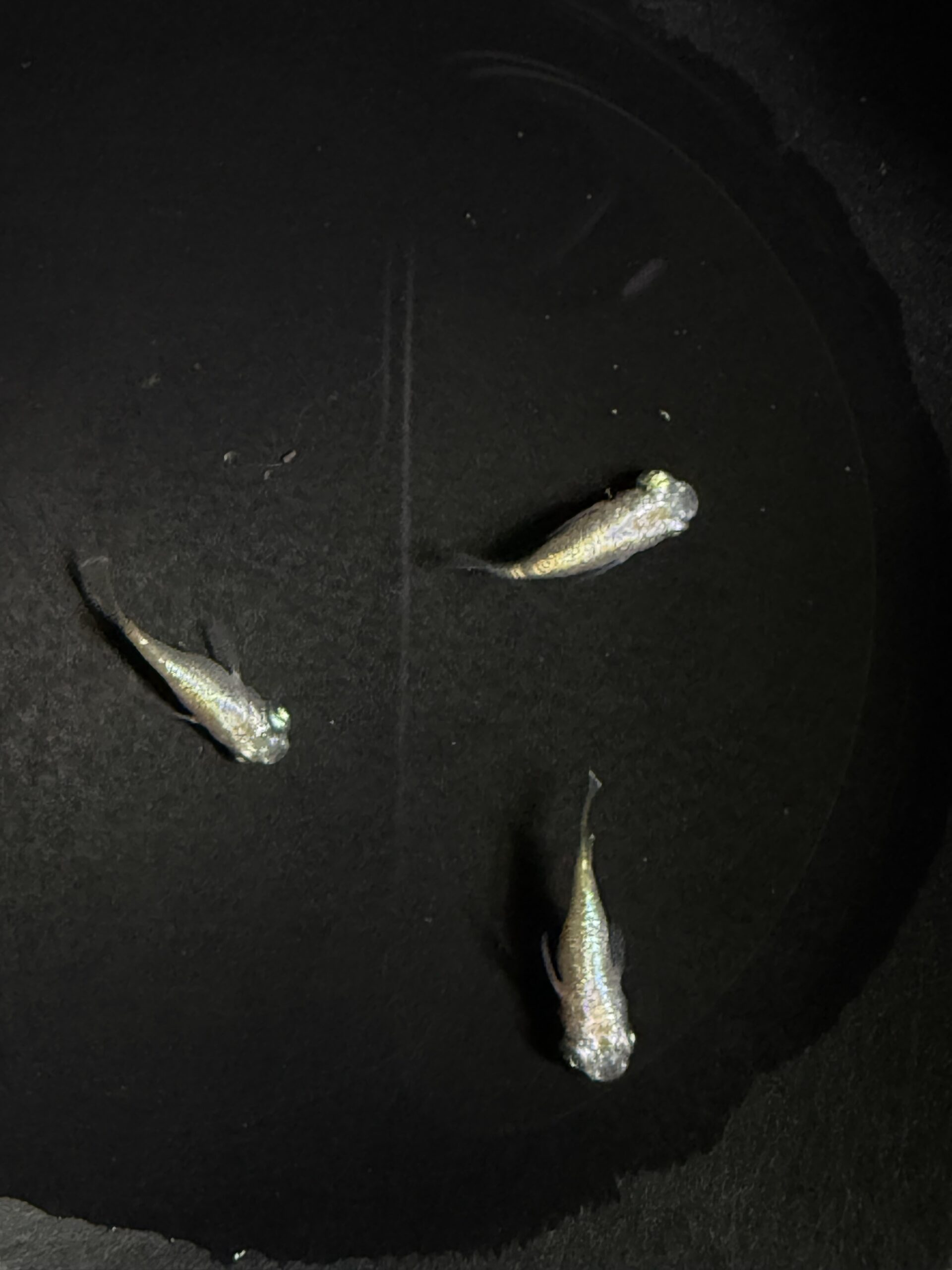 アクアショップ縁)パステル 雄２匹、雌１匹(シンリンめだかブリード) [ID:8221]