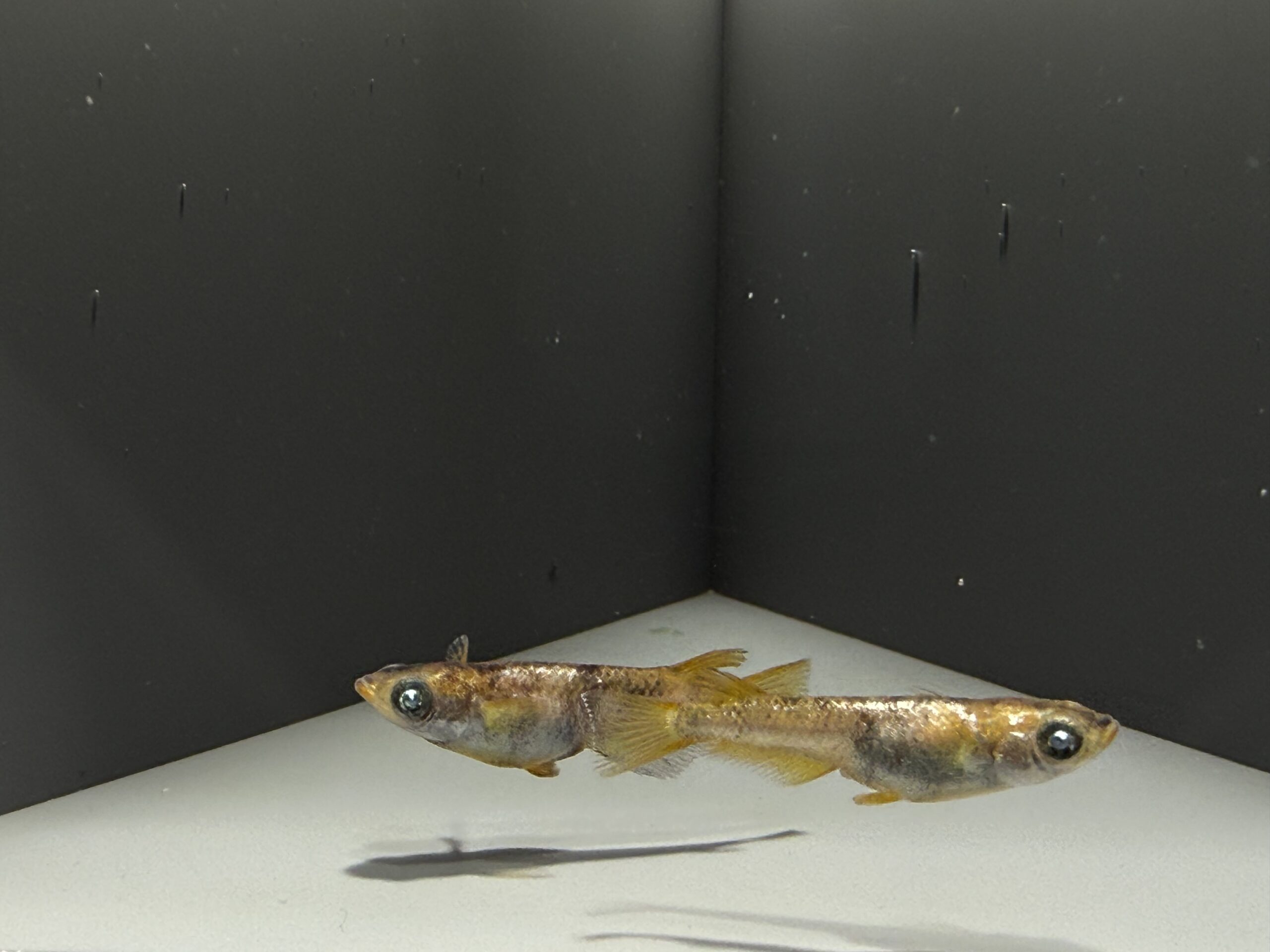 アクアショップ縁)ベルズローブ 1ペア(シンリンめだかブリード) [ID:8225]