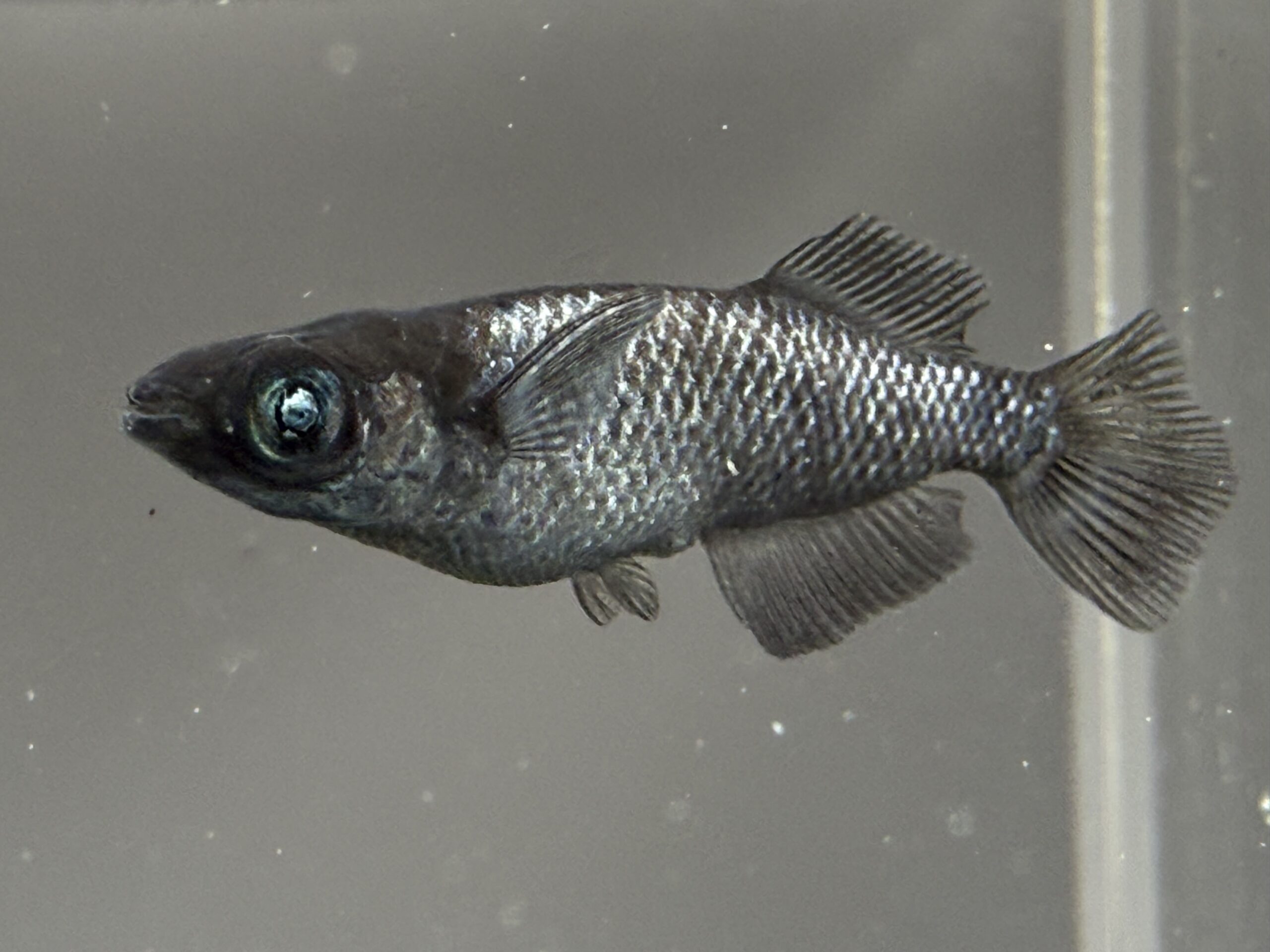 🔥 アクアショップ縁) 晶 オス１匹、メス２匹(プコモめだかブリード) [ID:12677]