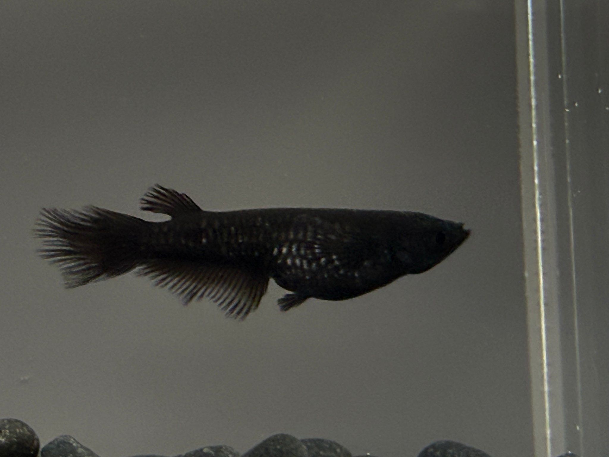 アクアショップ縁)黝冠極 松井鰭長 １ペア(R.medakaブリード) [ID:20691]