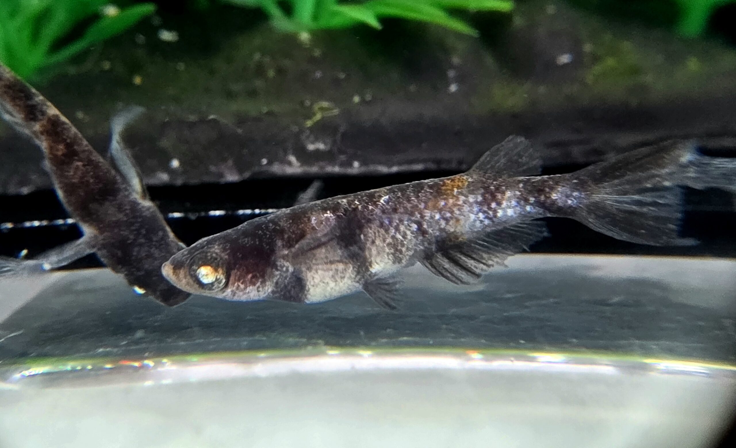 🔥 45めだか)倭冦黒龍 1p 4/5 21時30分 [ID:7070]