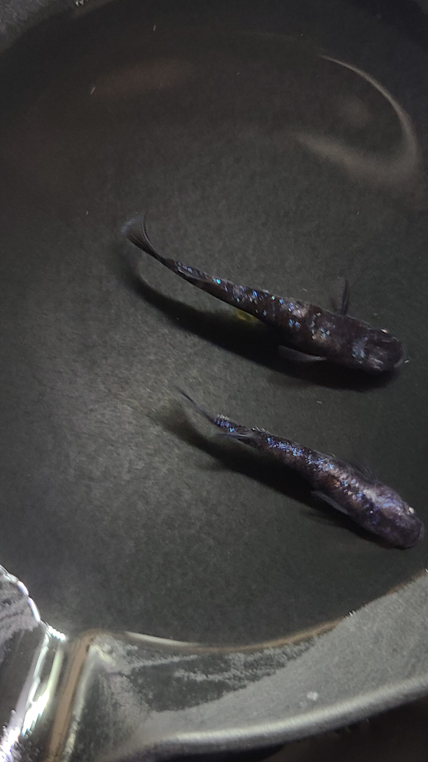 🔥 アクアショップ縁）オセロラメアースアイ　１ペア(神話めだかブリード)　3/1　21：15終了 [ID:5053]