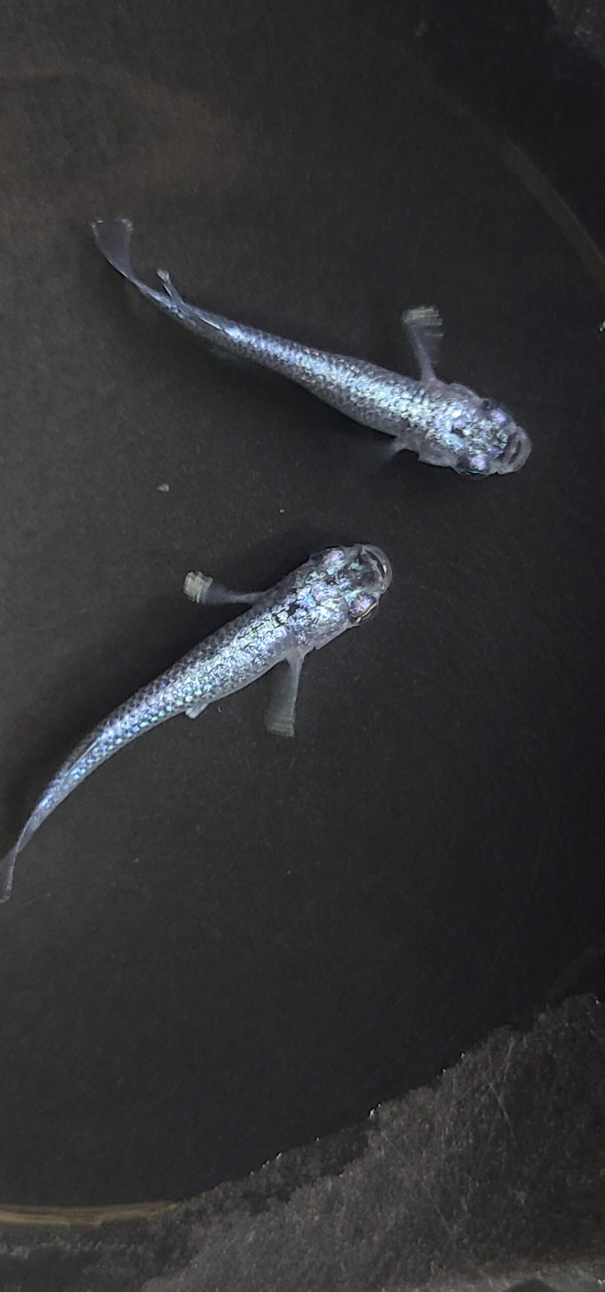 🔥 アクアショップ縁）マーメイドブルー(神話めだかブリード)　1P　3/6　21:10終了 [ID:5200]