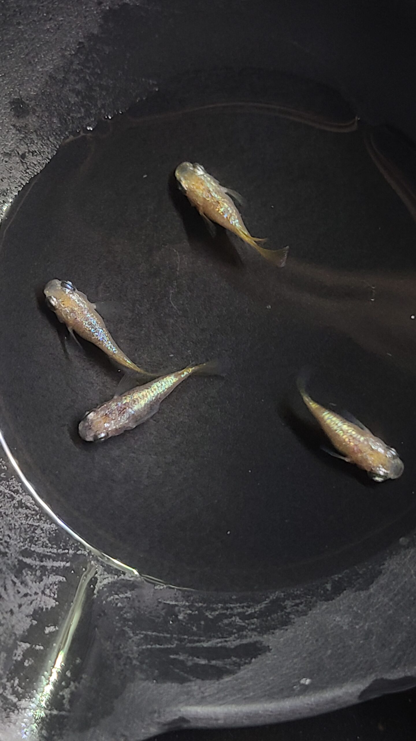 🔥 アクアショップ縁）パステル 2ペア(シンリンめだかブリード)　3/9　21:20 [ID:5453]