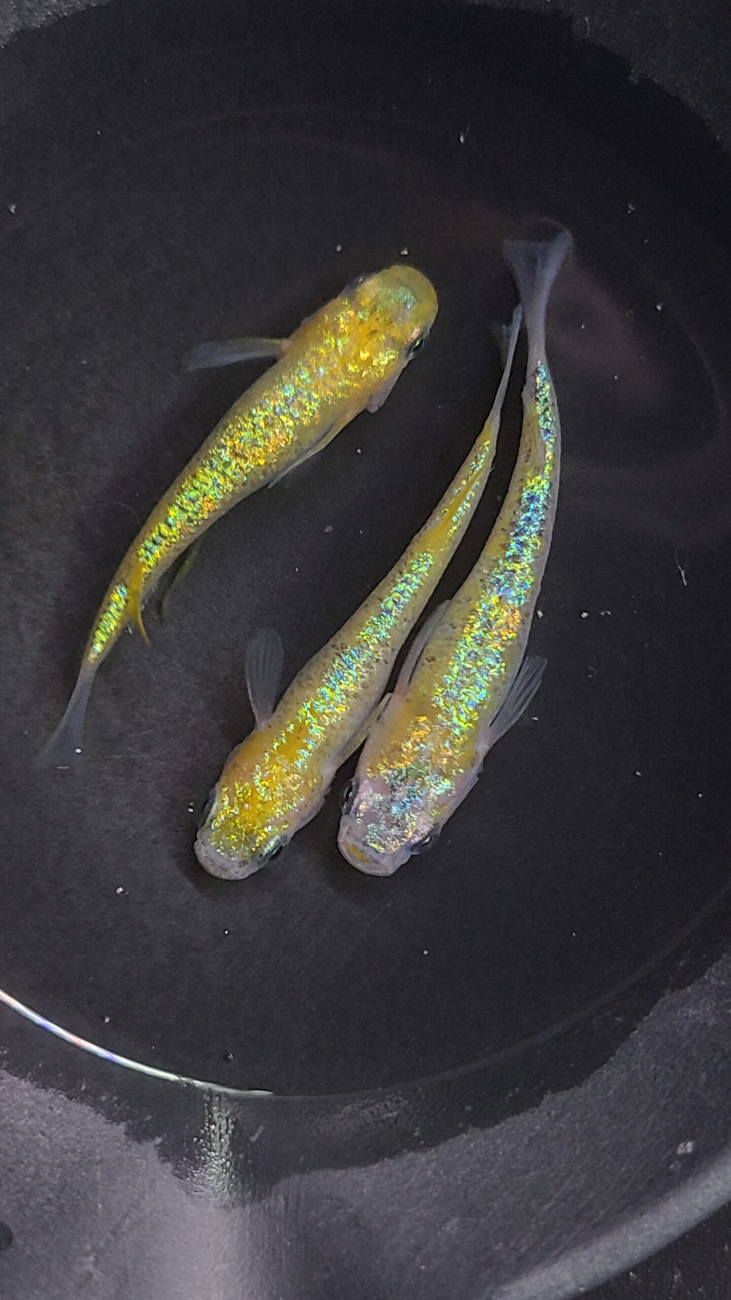 アクアショップ縁）夜桜パラディーゾ 雄１雌２(神話めだかブリード) 3/11  21:15 [ID:5556]