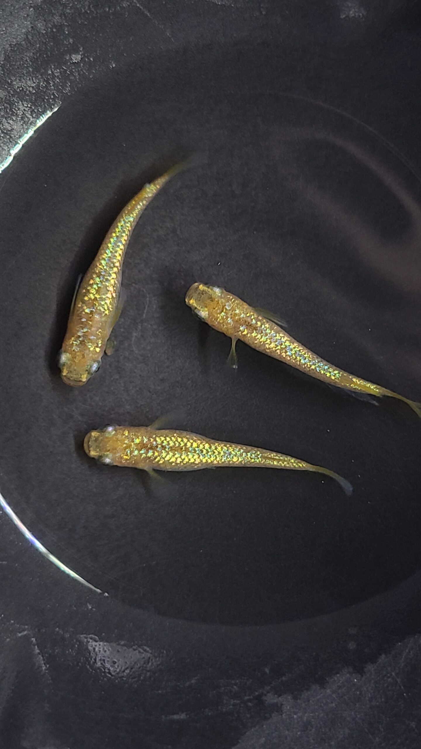 🔥 アクアショップ縁）童虎 雄１雌２(神話めだかブリード) 3/11  21/10 [ID:5561]