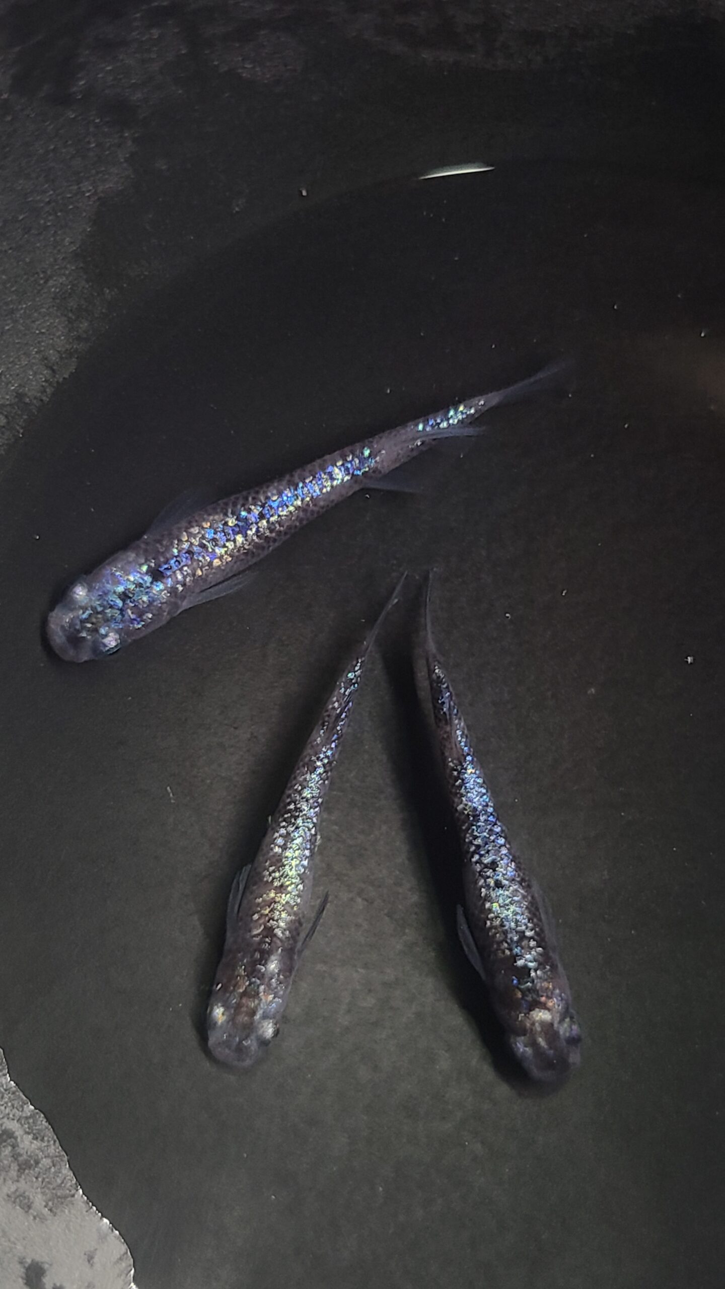 アクアショップ縁）メジェドアイリス 雄１、雌２(神話めだかブリード個体)3/13　21：15 [ID:5752]