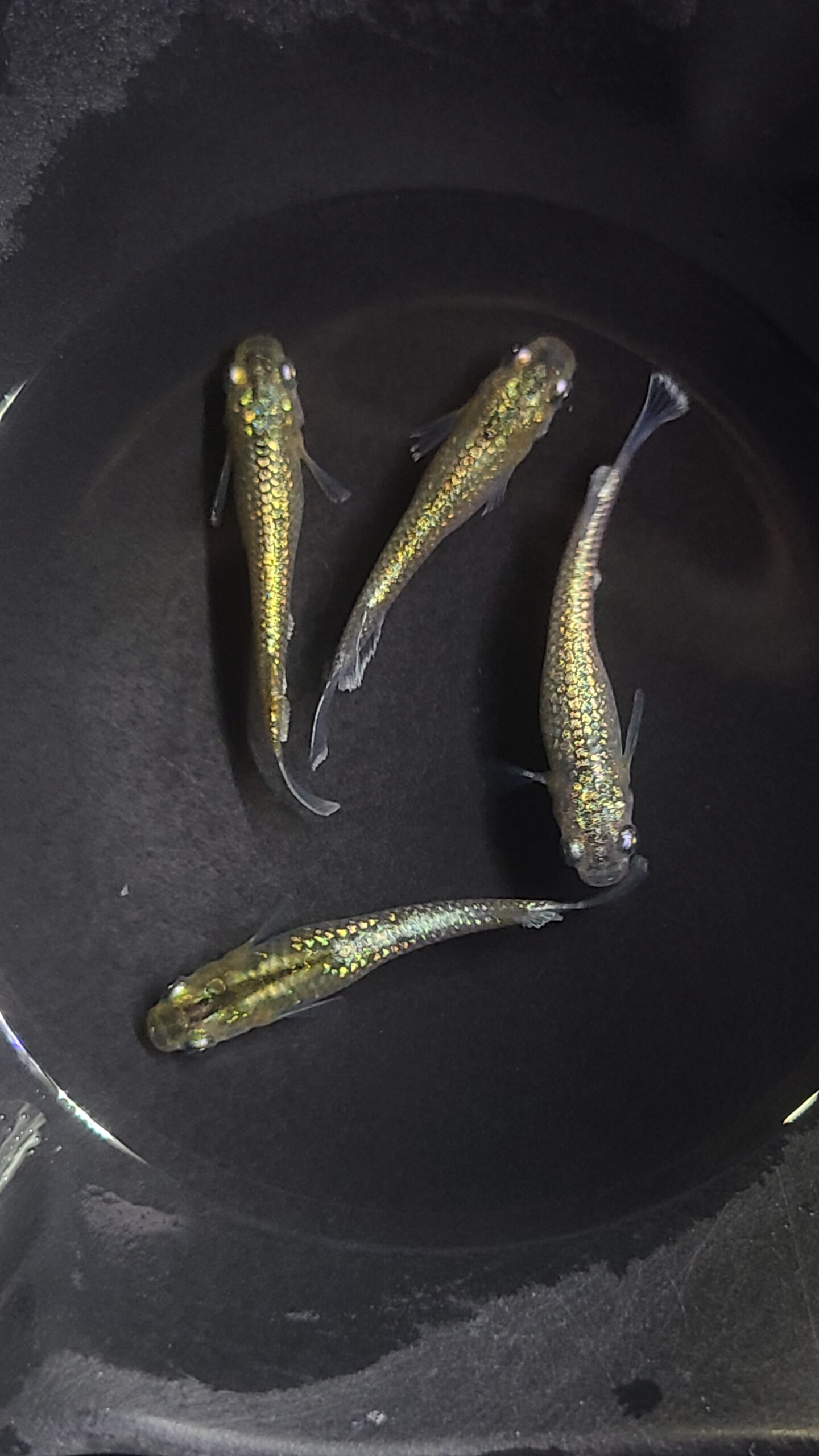 アクアショップ縁) code sea 雄１、雌３(神話めだかブリード)3/13 21:10 [ID:5787]