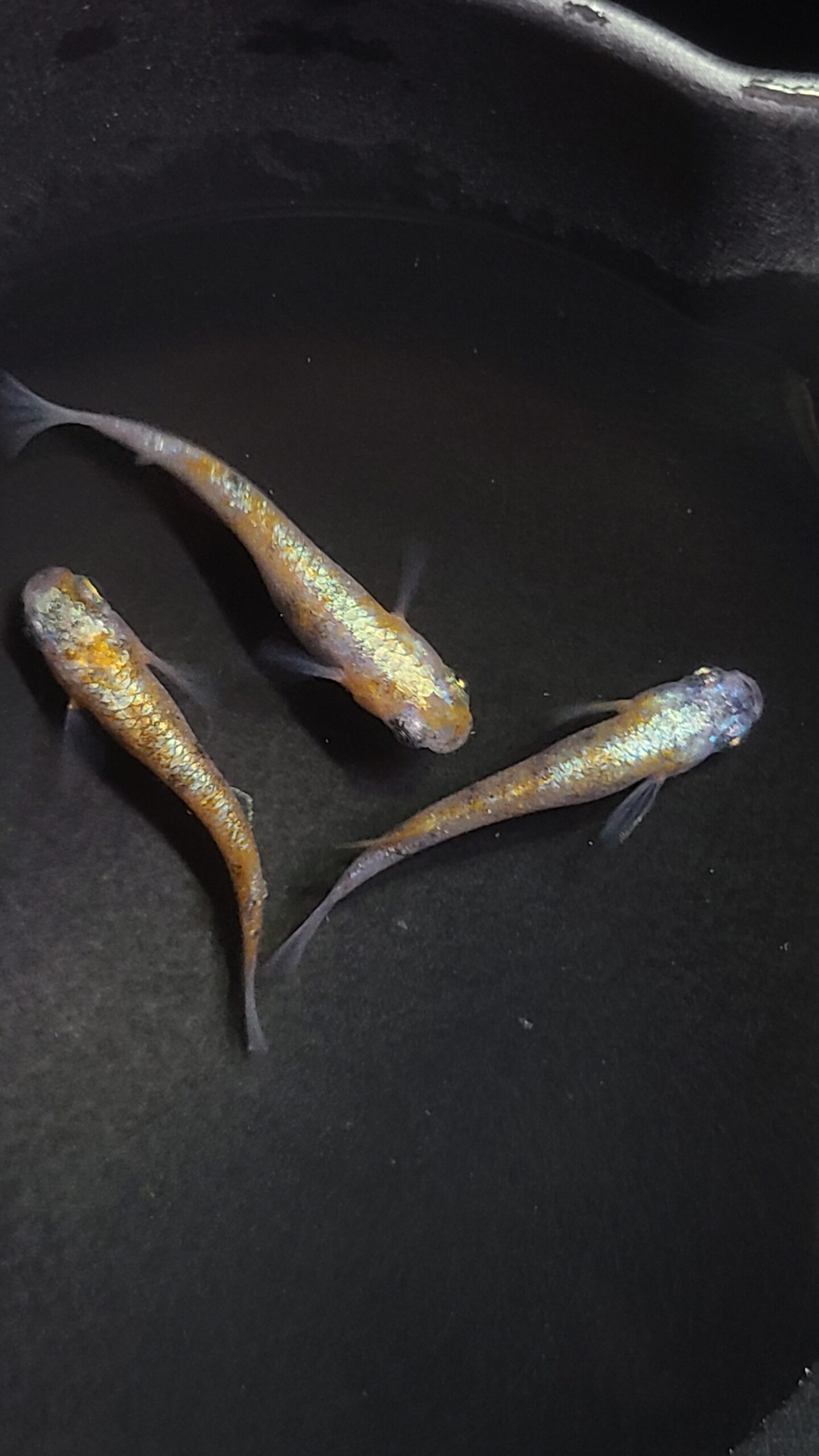 アクアショップ縁) 華雫 雄１匹、雌２匹(シンリンめだかブリード) 3/20 21:30 [ID:6087]