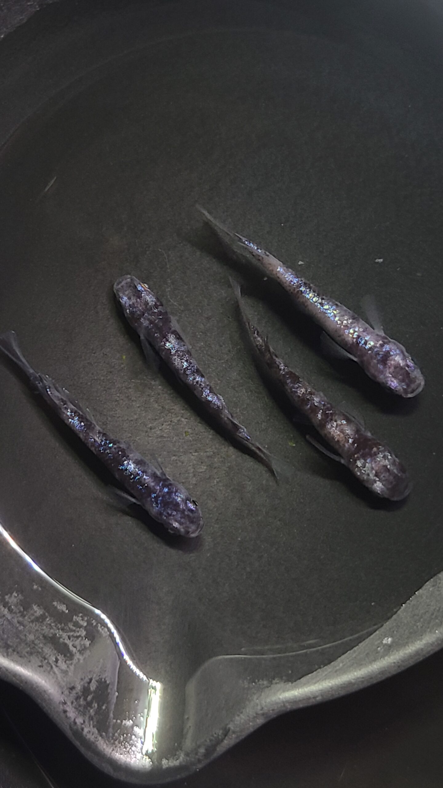 アクアショップ縁) オセロラメ ２ペア(神話めだかブリード) 3/20  21:35 [ID:6091]