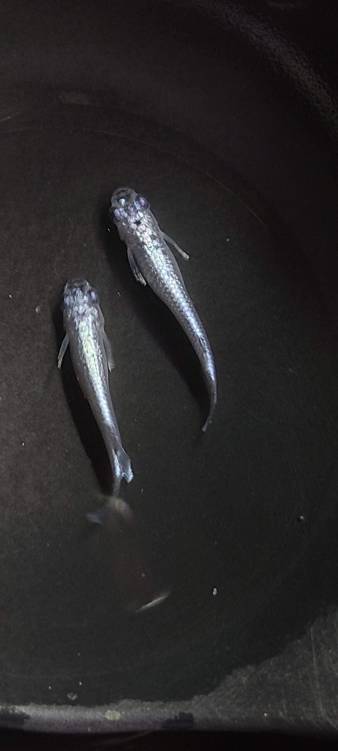 🔥 アクアショップ縁)マーメイドブルー1ペア(神話めだかブリード)　4/3　21:35 [ID:6918]