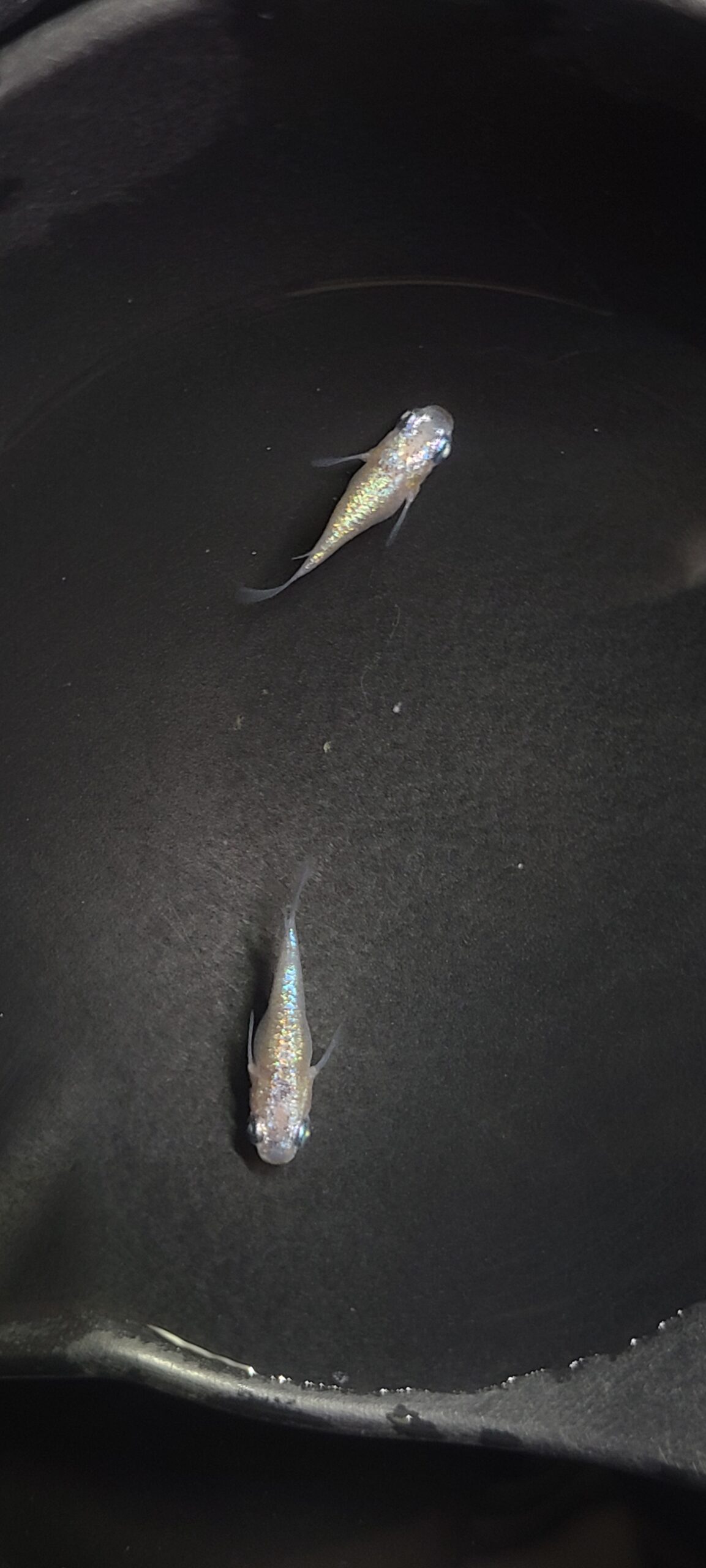 アクアショップ縁)パステル 1ペア(シンリンめだかブリード) [ID:7502]