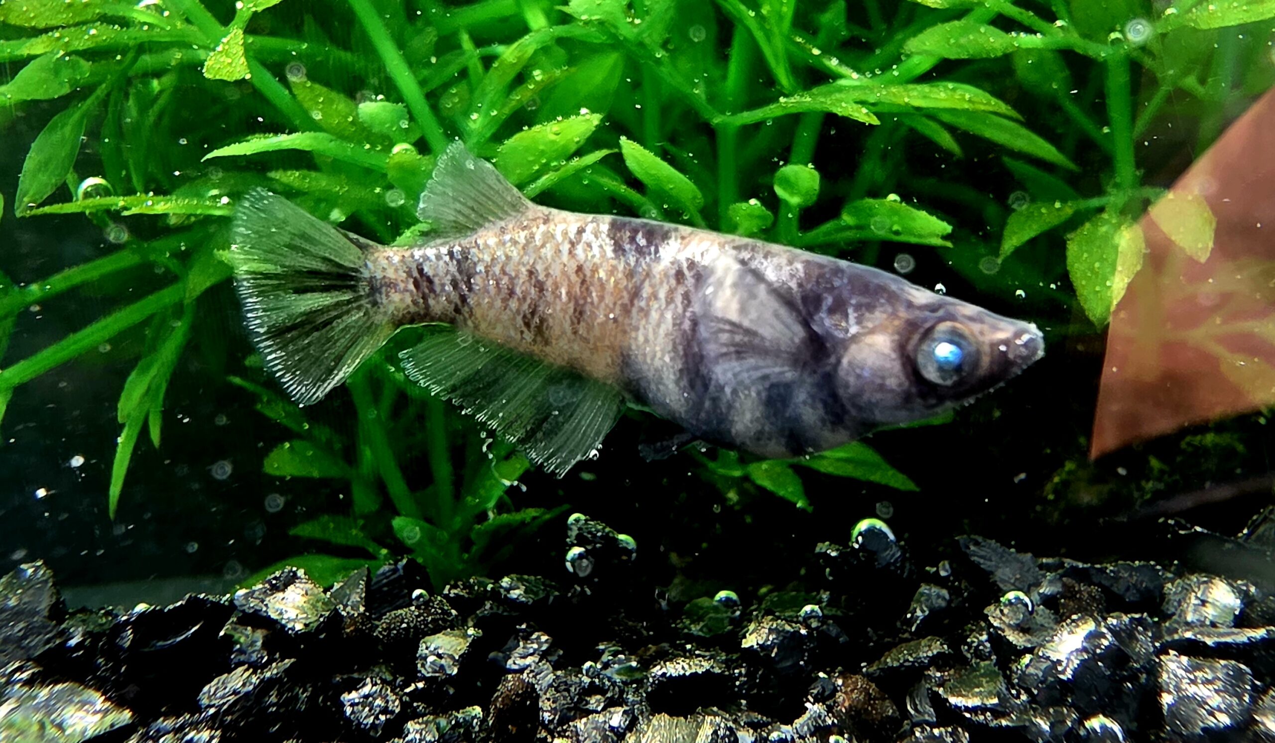 🔥 45めだか 初出品) 青眼の白虎 1ペア 4/12 [ID:7724]