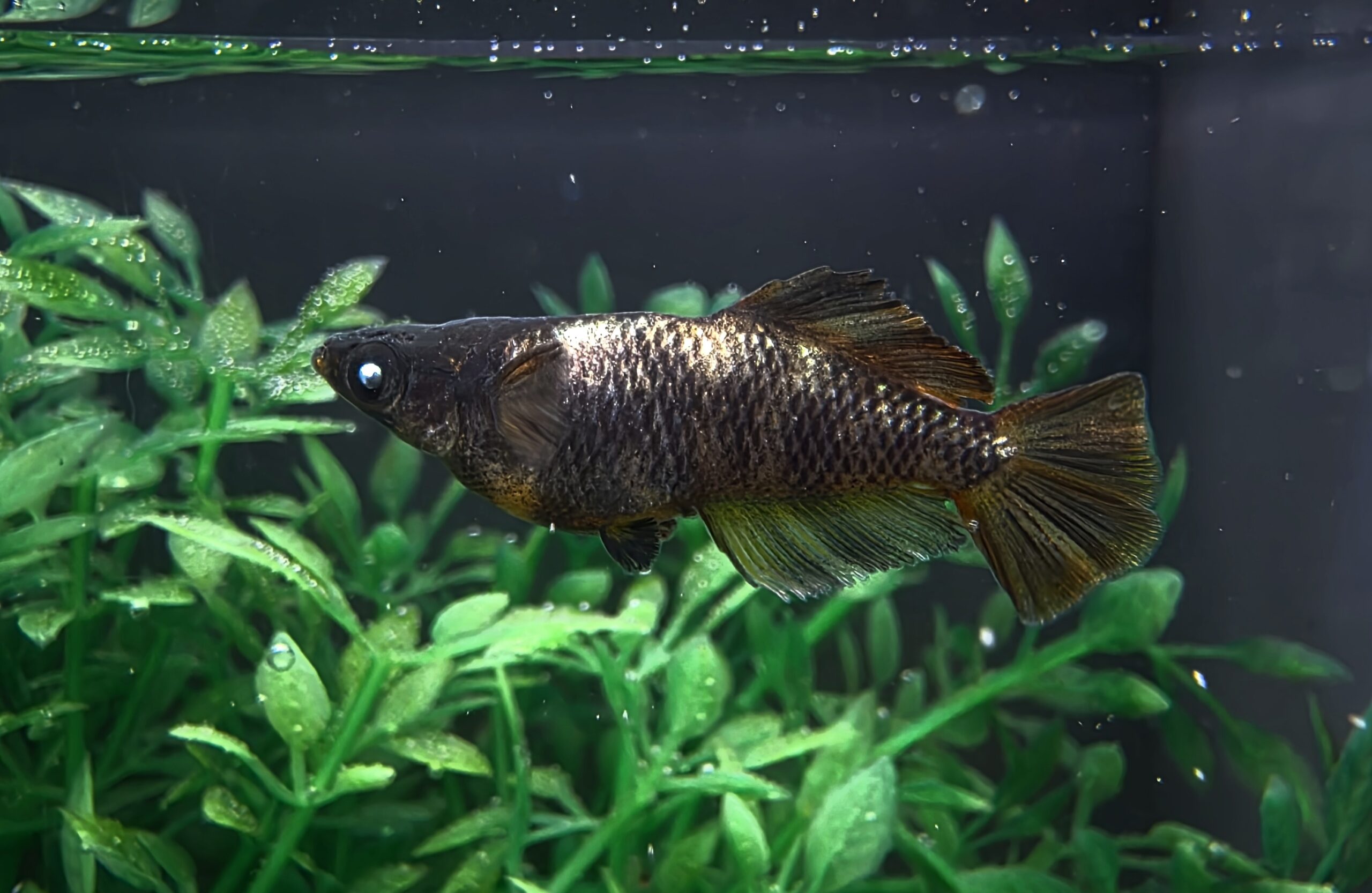 🔥 45めだか 初) 青眼の金龍　1p  4/19 21:16 [ID:8140]