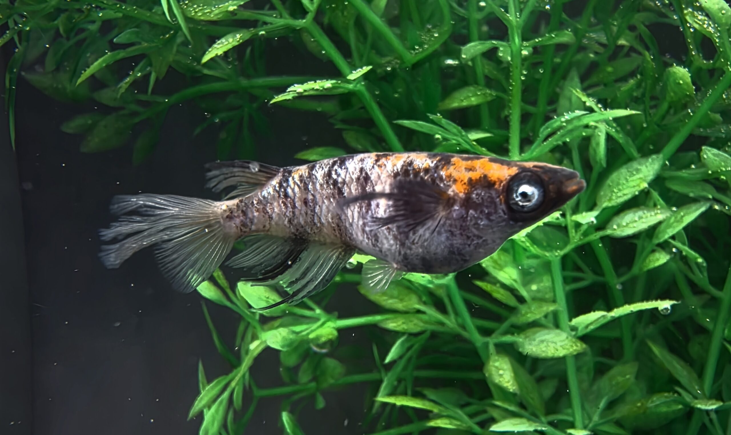 🔥 45めだか 初) 緋燕 1ペア 4/19 21:15 [ID:8137]