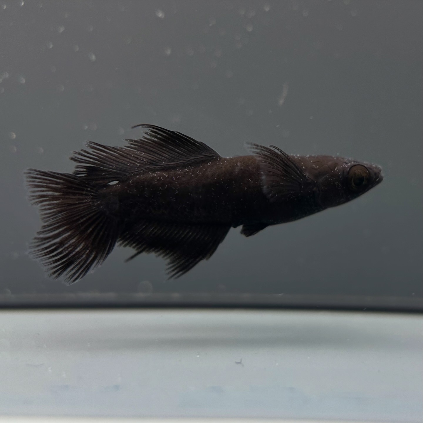 🔥 西郷めだか　初出品)漆(うるし)WFスワロー　1p 3/21 21:15 [ID:6124]