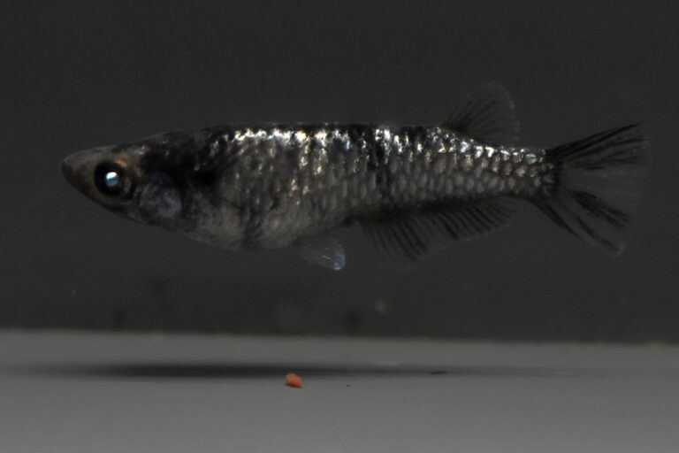 45めだか)倭冦黒鉄カガミ鱗 1ペア [ID:21625]