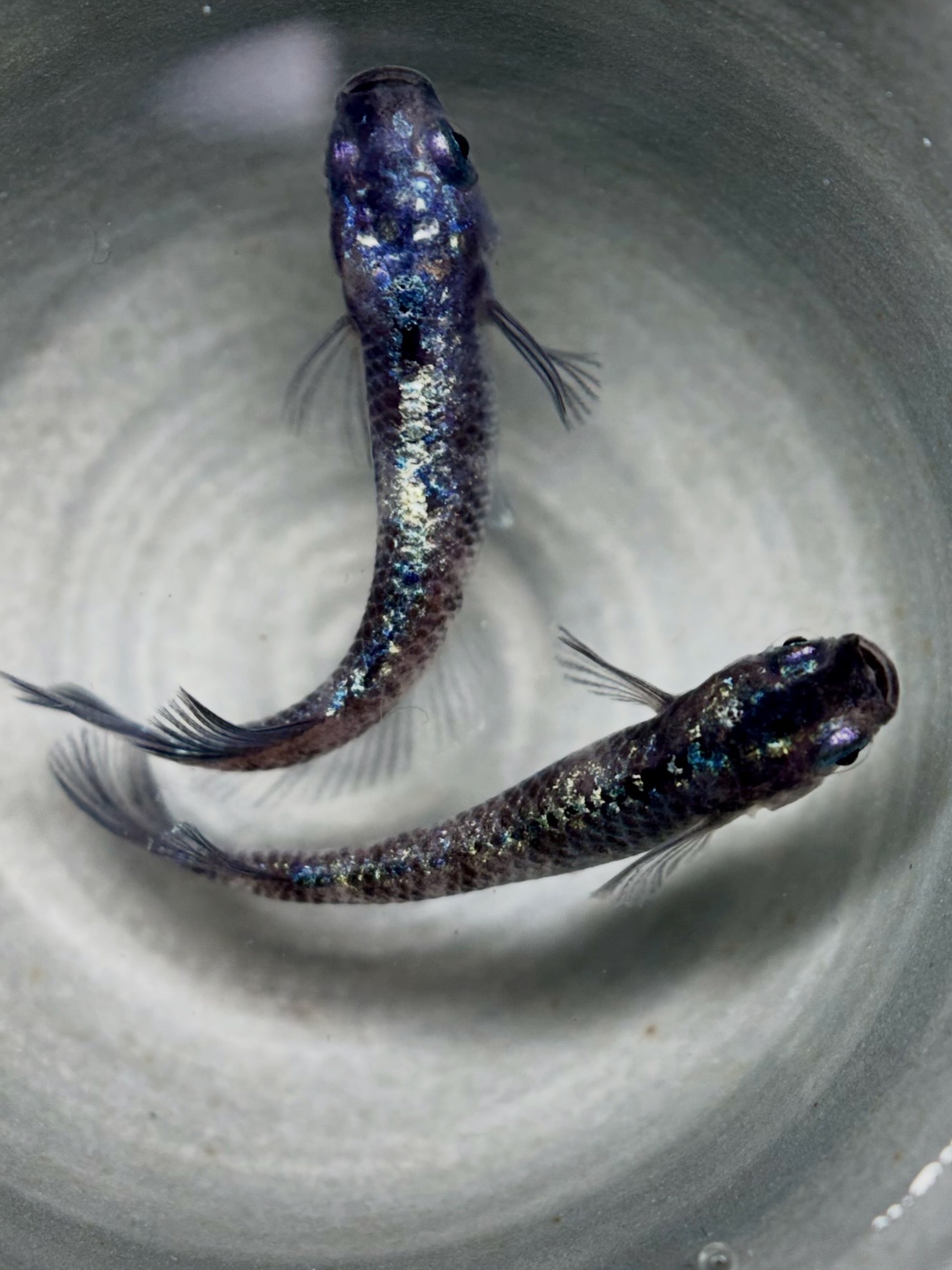 🔥 三池✖︎あっくんコラボ　初出)ヴァリウス　1p 3/16 21:20 [ID:5826]