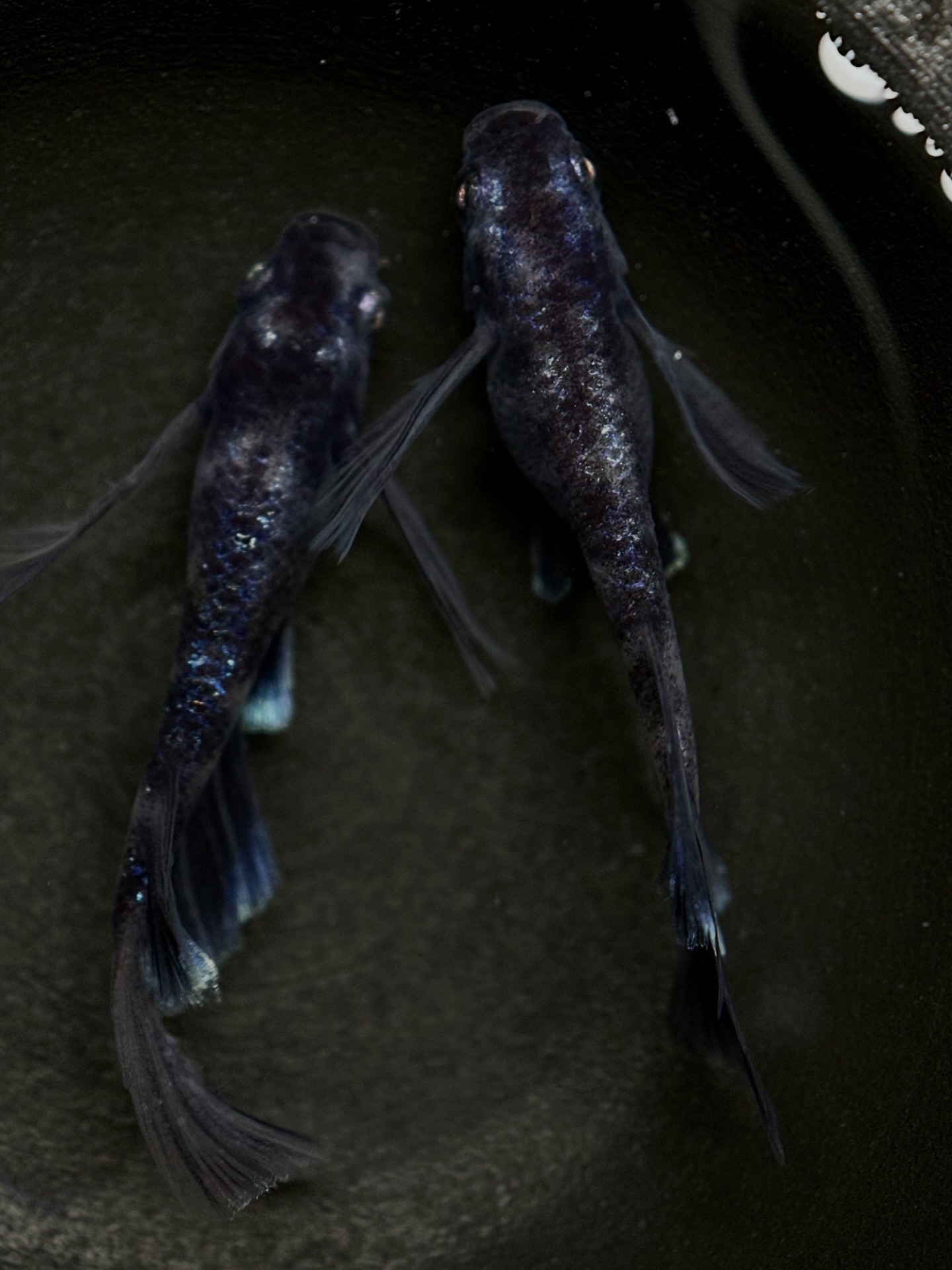 🔥 河めだか　初出）ΣB(シグマブルー) 1p 2/11 21:20終了 [ID:4255]