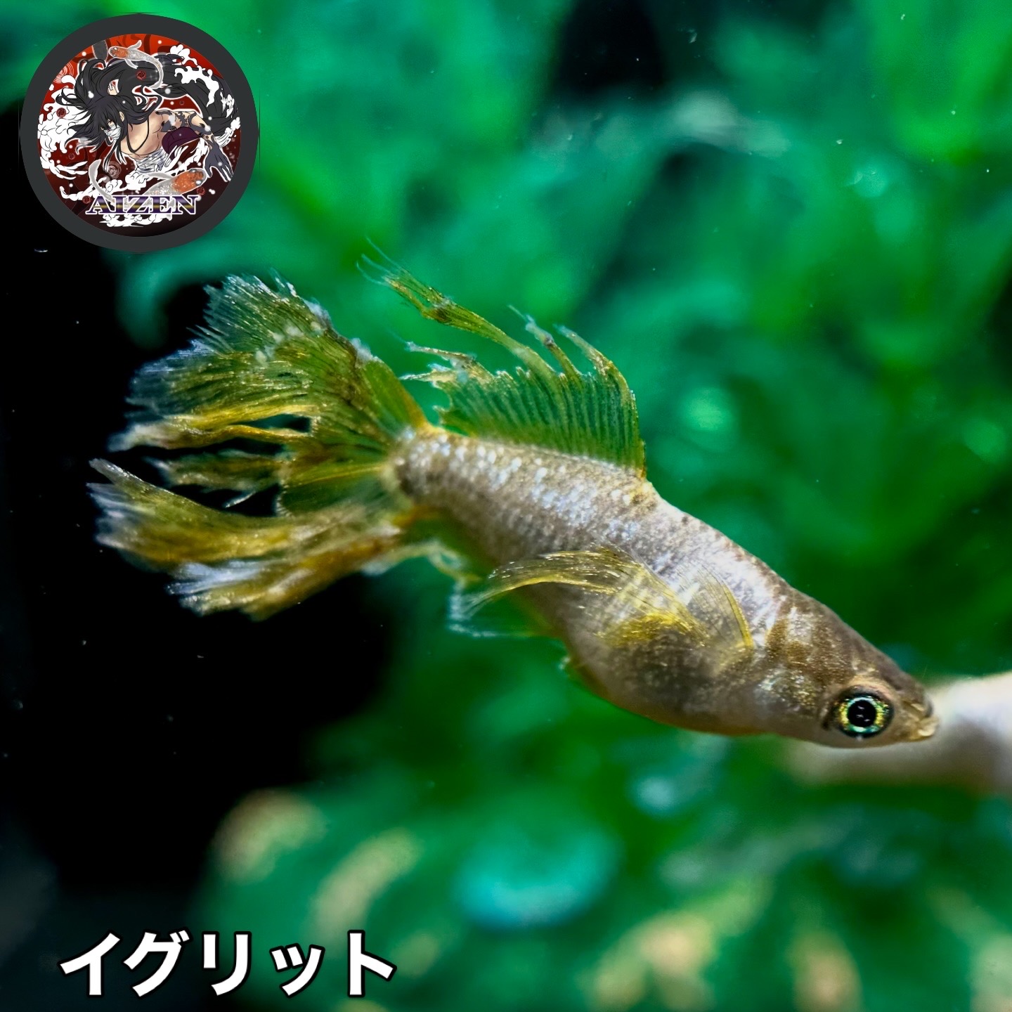 🔥 愛善めだか　イグリット　1p 2/8 21:28終了 [ID:4130]