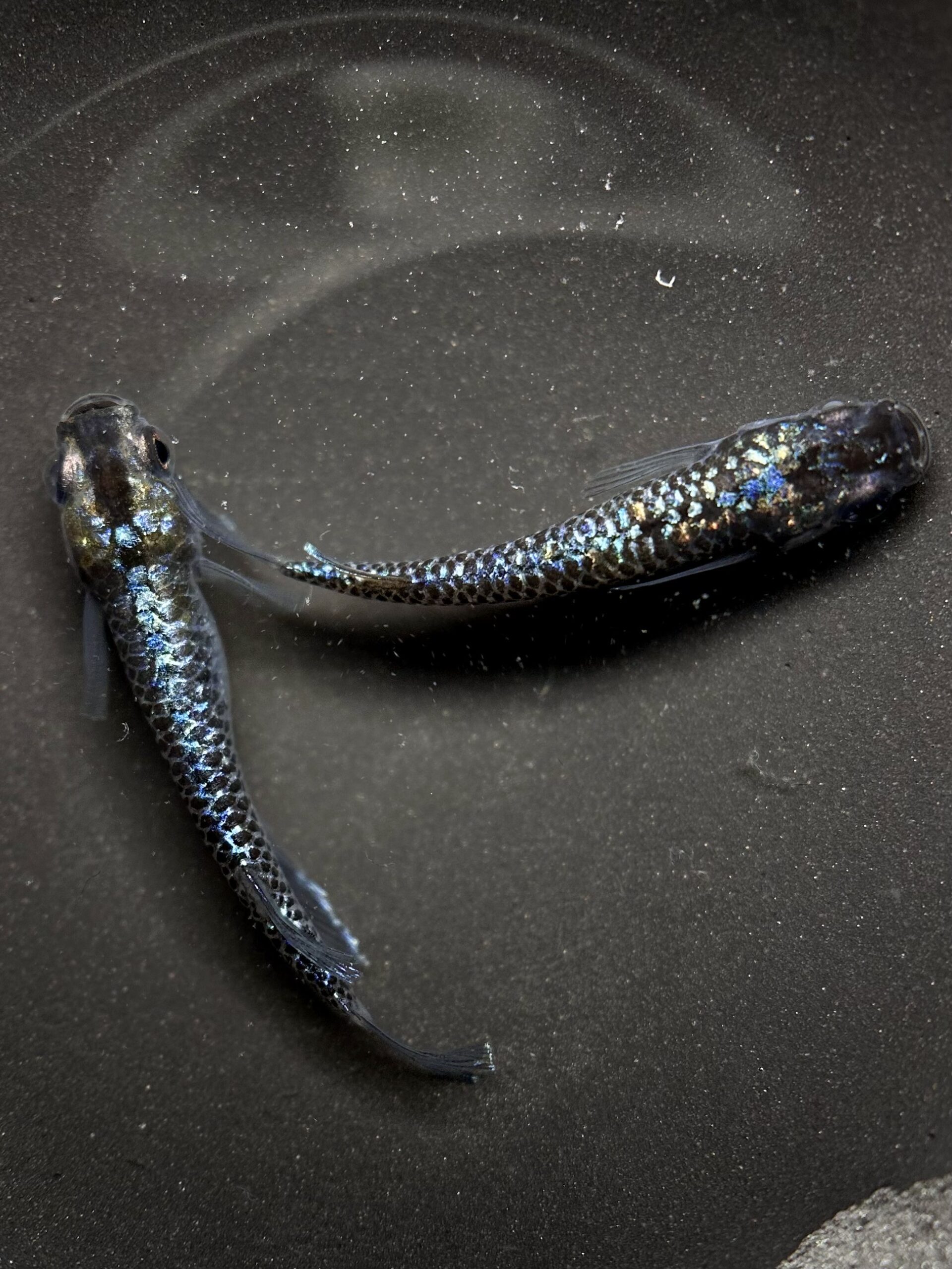 🔥 垂水氏ブリード　スパングル　1ペア(サ) 2/18 21:28終了 [ID:4446]