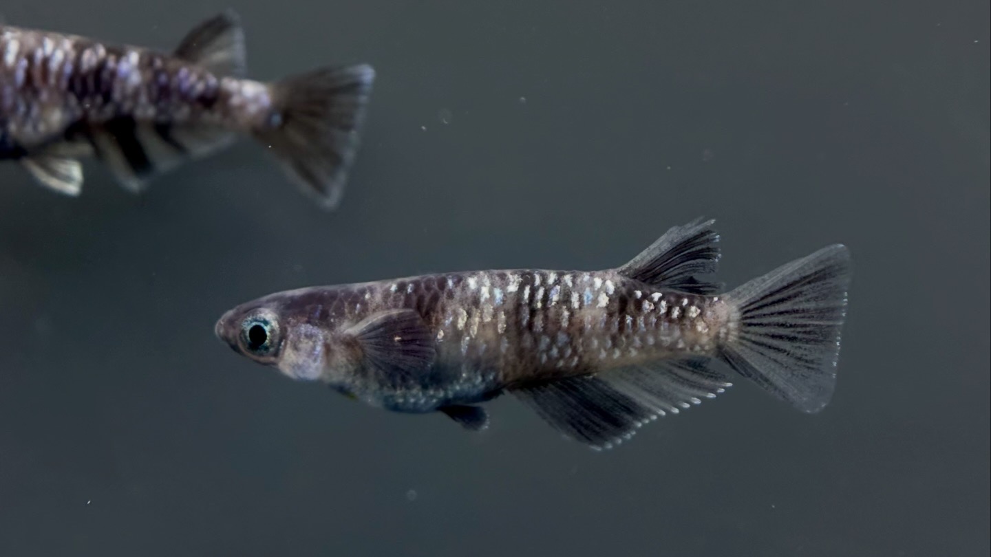 🔥 めだか処くろべぇ　上物インクエヴィル　1p 2/6 21:20終了　 [ID:4099]