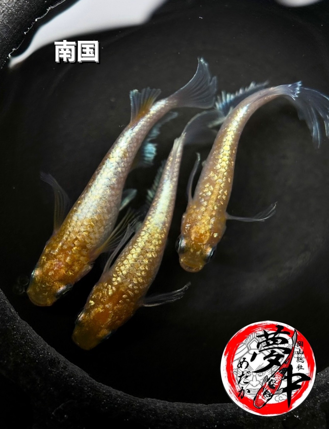 🔥 夢中めだか　南国　オス1メス2産卵個体　2/1 21:20終了 [ID:4023]