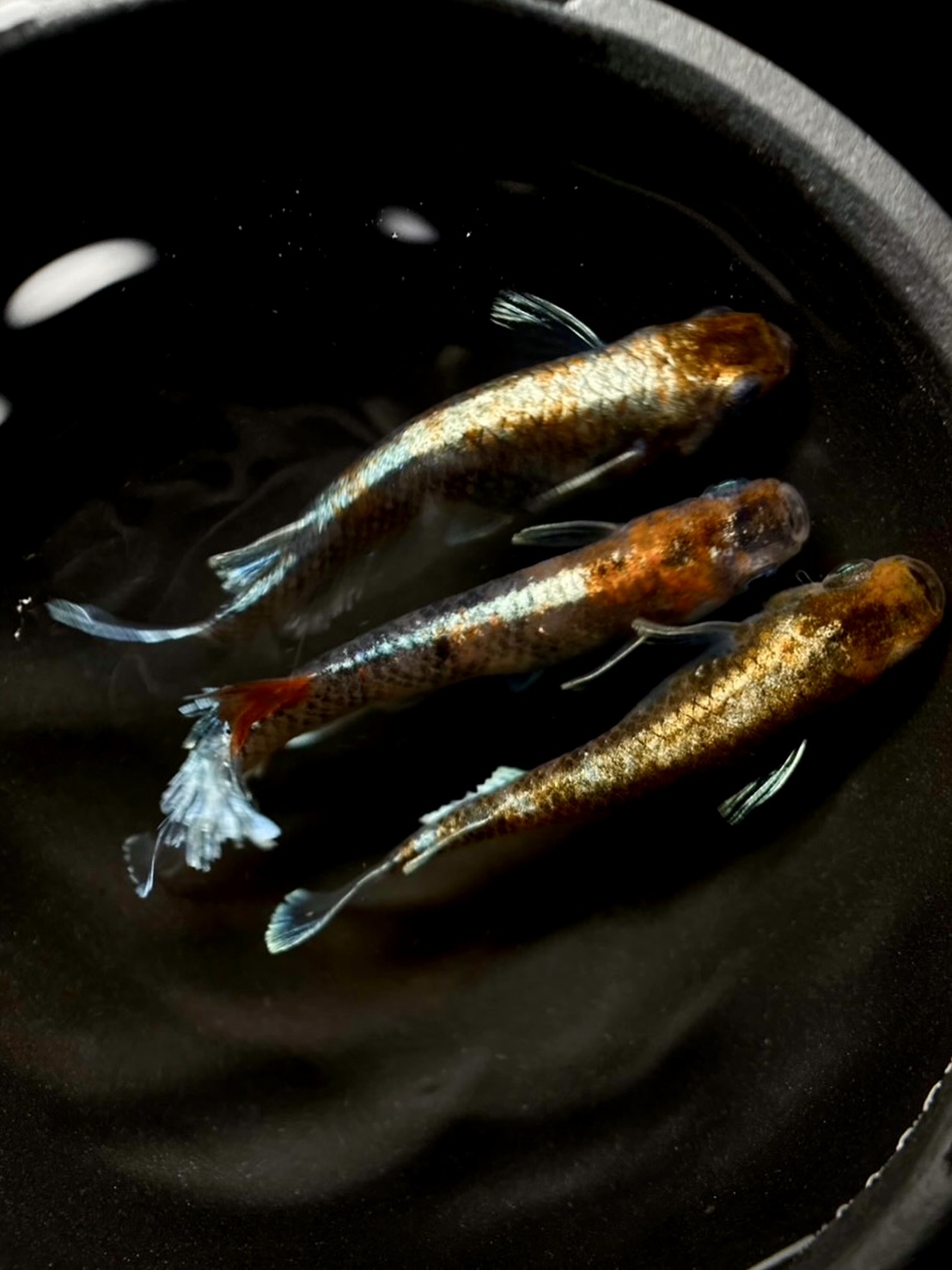 🔥 丸長MG 初出品)川口三色　雄1雌2 3/23 21:10 [ID:6253]