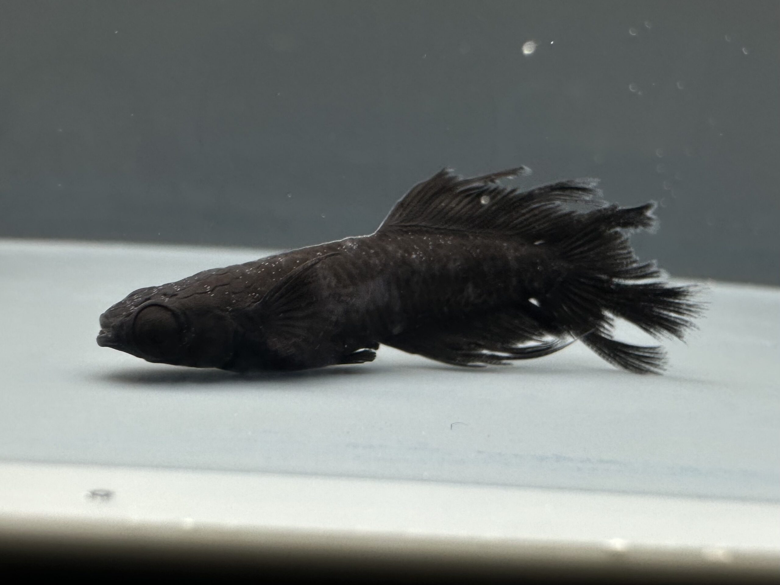 🔥 西郷めだか　漆WFスワロー　1p 3/27 21:32 [ID:6587]